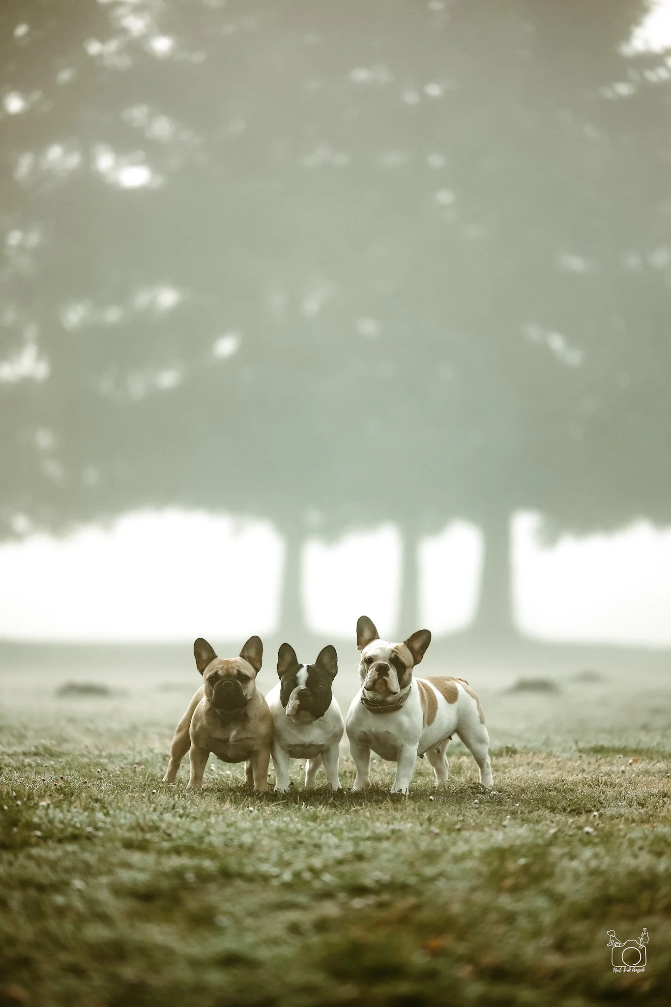 Three French bulldogs standing on grass in front of a blurred background with trees and sunlight.