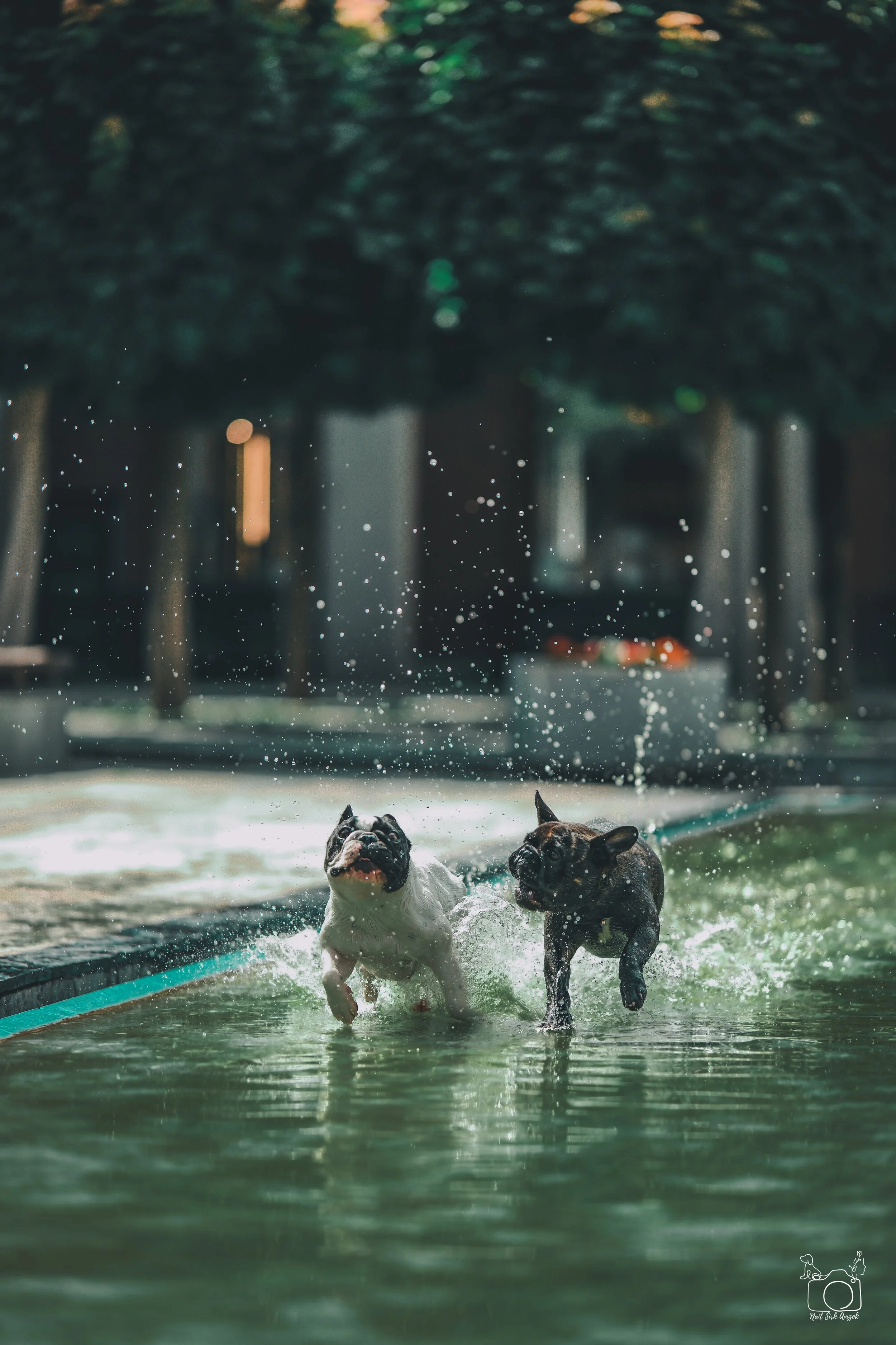Two dogs playing and splashing in a swimming pool outdoors on a sunny day.