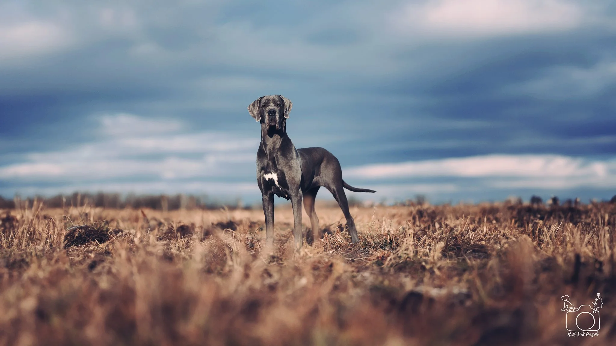 A Great Dane dog standing in a field with dry grass, under a cloudy sky.