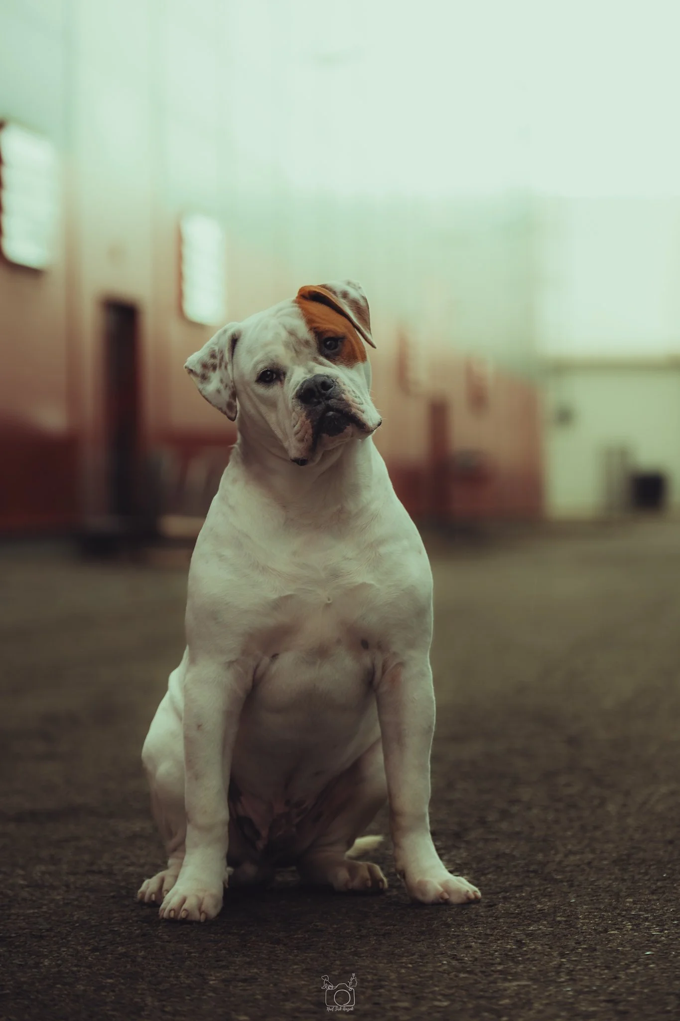 A young bulldog puppy with a white coat and brown patches, sitting on a carpeted floor in an indoor setting. The background shows a blurred hallway with light-colored walls and windows.
