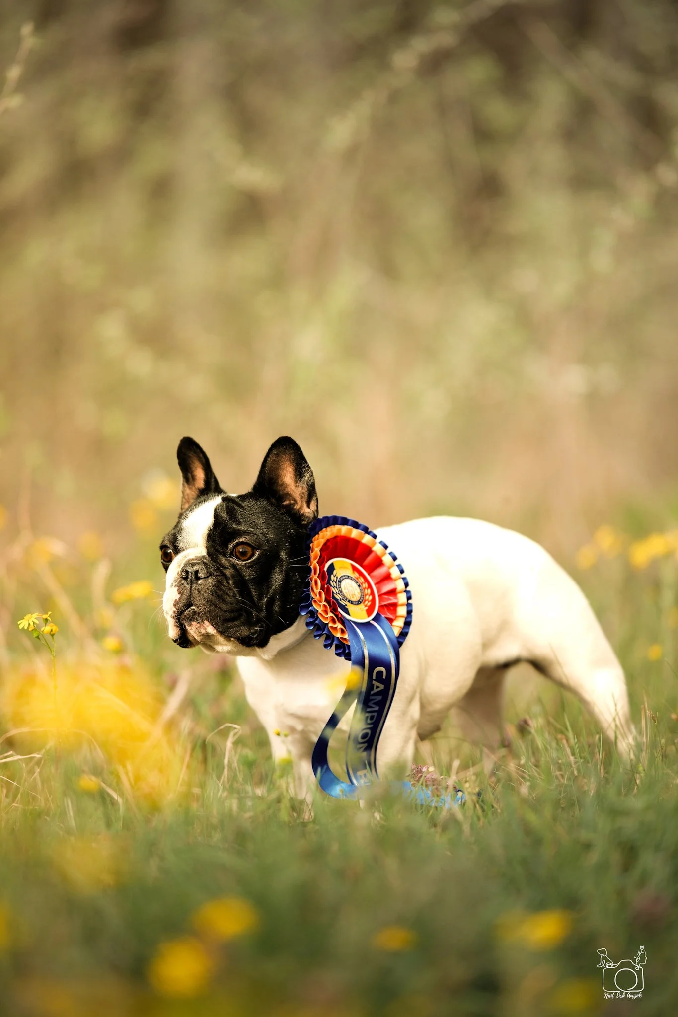 A small black and white dog, likely a French Bulldog, standing in a grassy field with small yellow flowers. The dog is wearing a colorful rosette ribbon around its neck, indicating it has won a competition or award. The background is blurred with gre