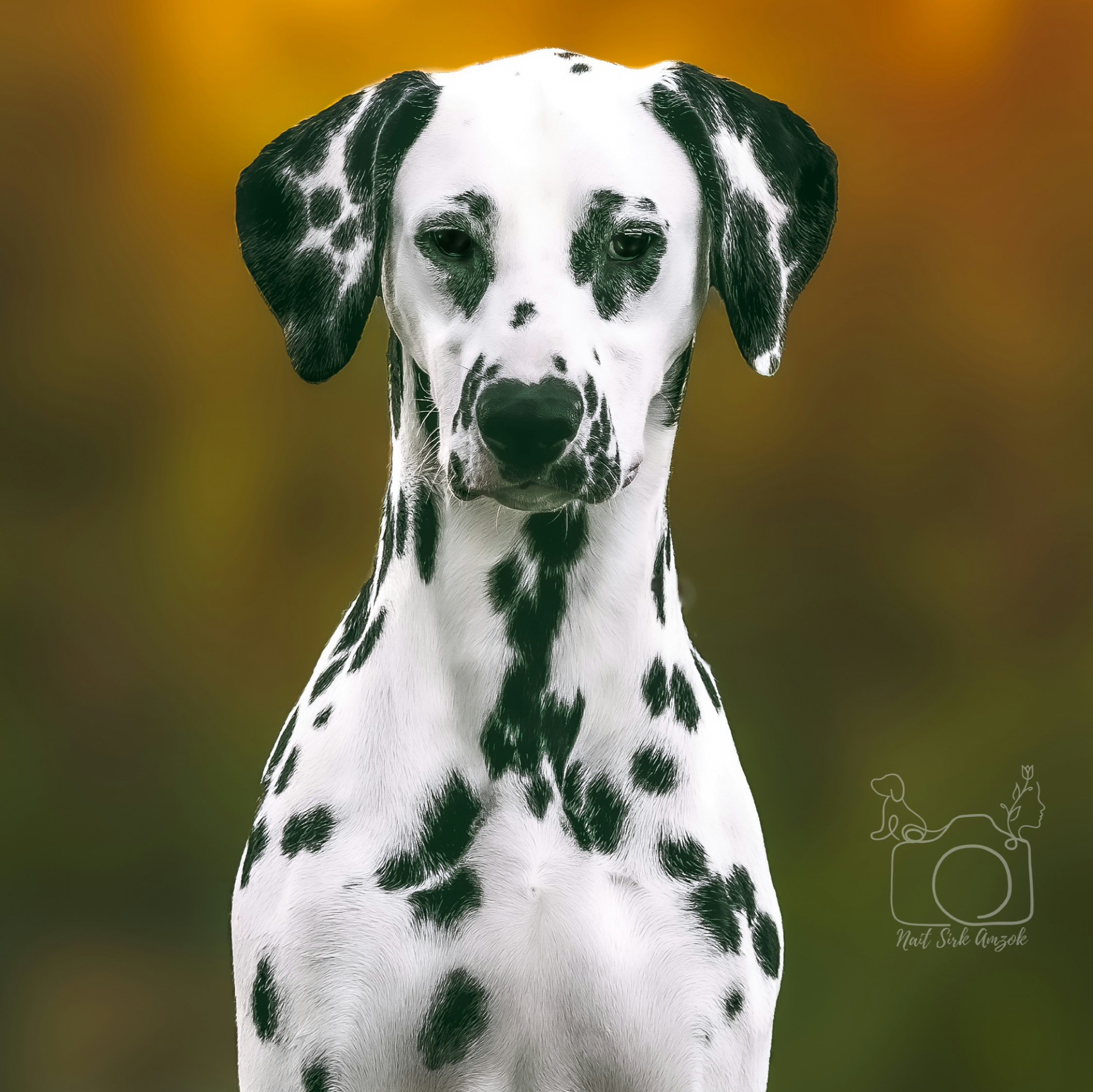 Close-up of a Dalmatian dog with a yellow to green gradient background.