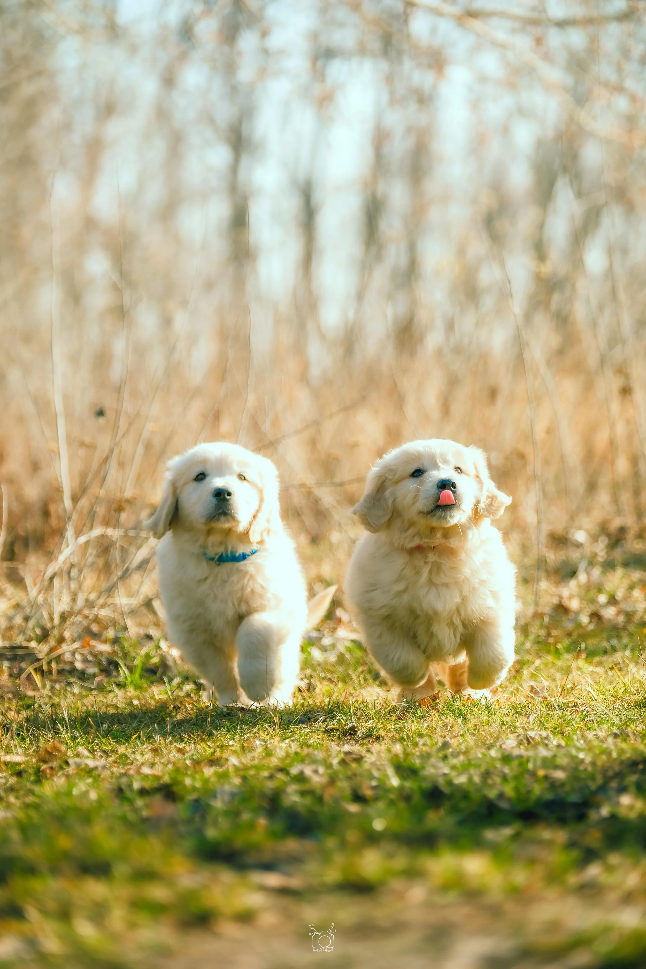 Two adorable golden retriever puppies run through a grassy field with tall, dried grass and trees in the background on a sunny day.