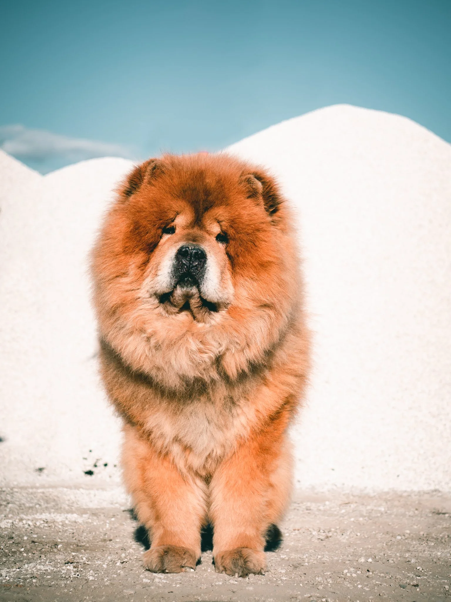 A fluffy, reddish-brown Chow Chow puppy standing on snow with mountains in the background.