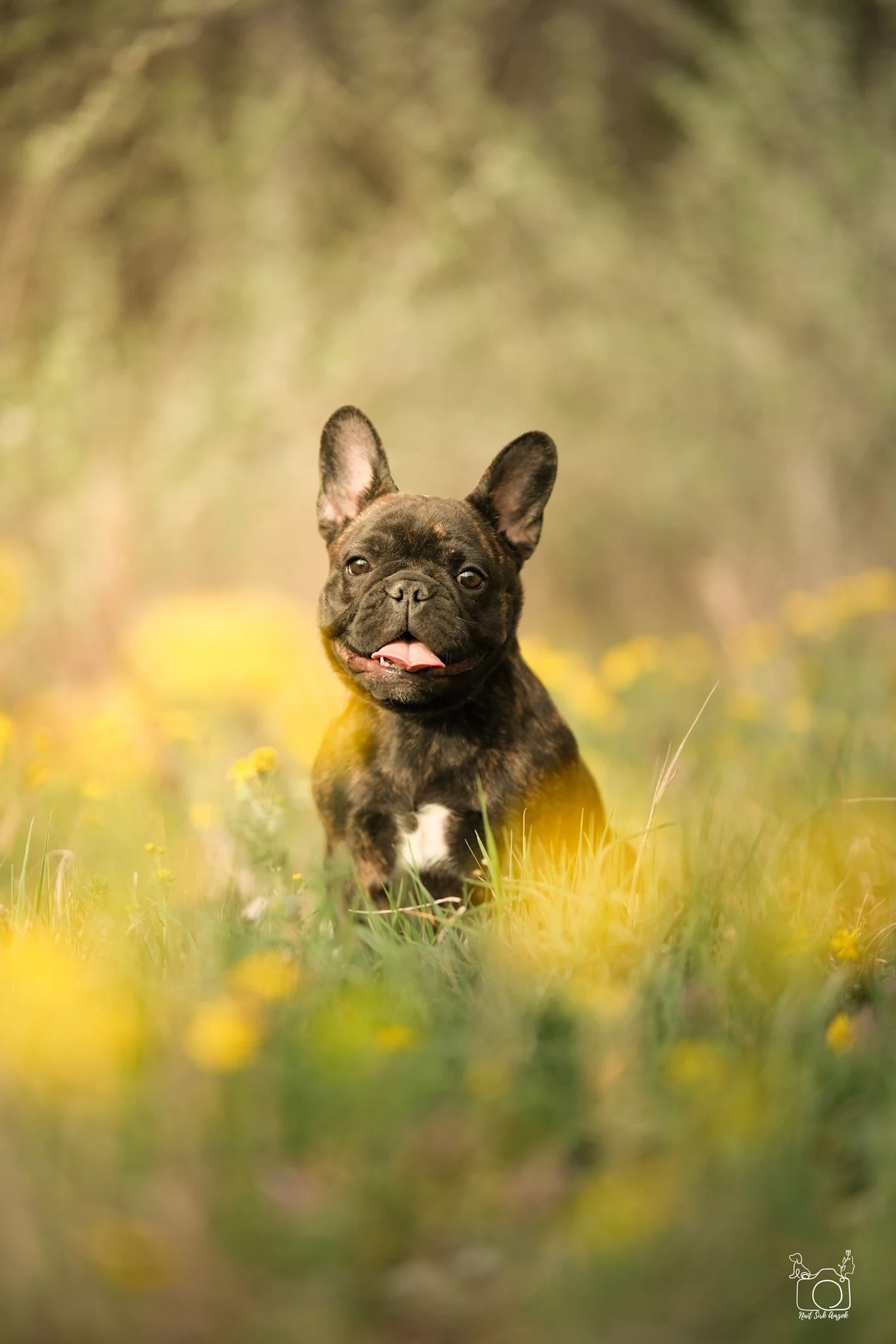 A playful brindle French Bulldog puppy walking through a field of yellow flowers with a blurred green and yellow background.