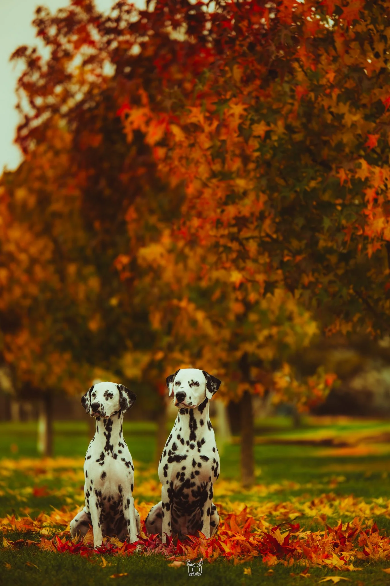 Two Dalmatian dogs sitting on grass with fallen autumn leaves, in front of a large tree with orange and red leaves.