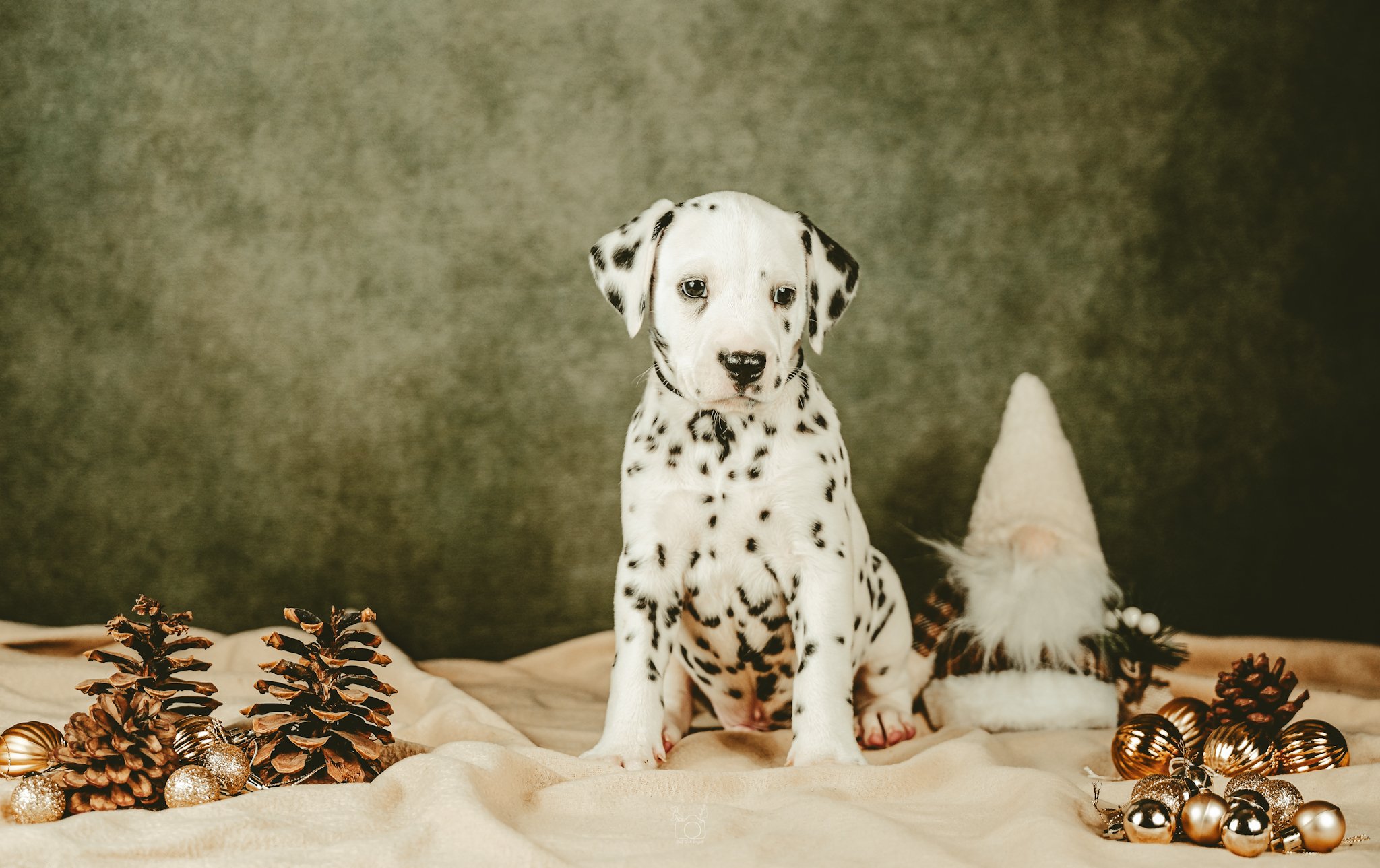 Dalmatian puppy sitting among pinecones and Christmas ornaments with a gray background.