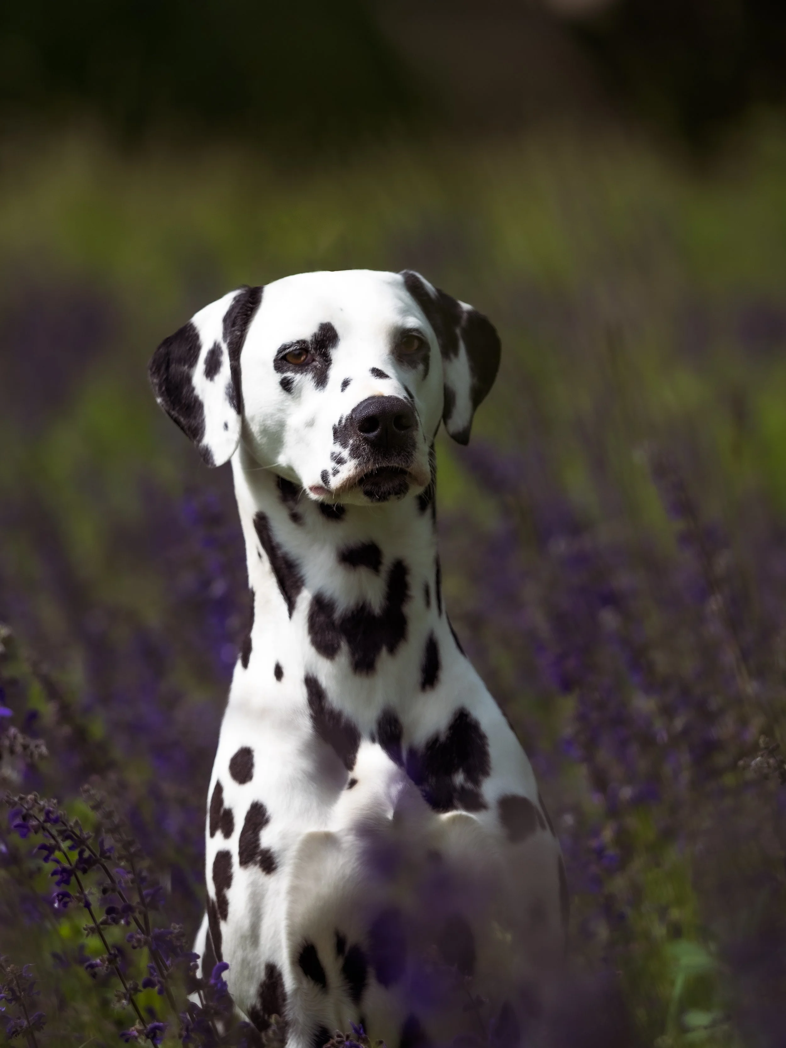 A Dalmatian puppy sitting in a field of purple flowers with a blurred green and purple background.