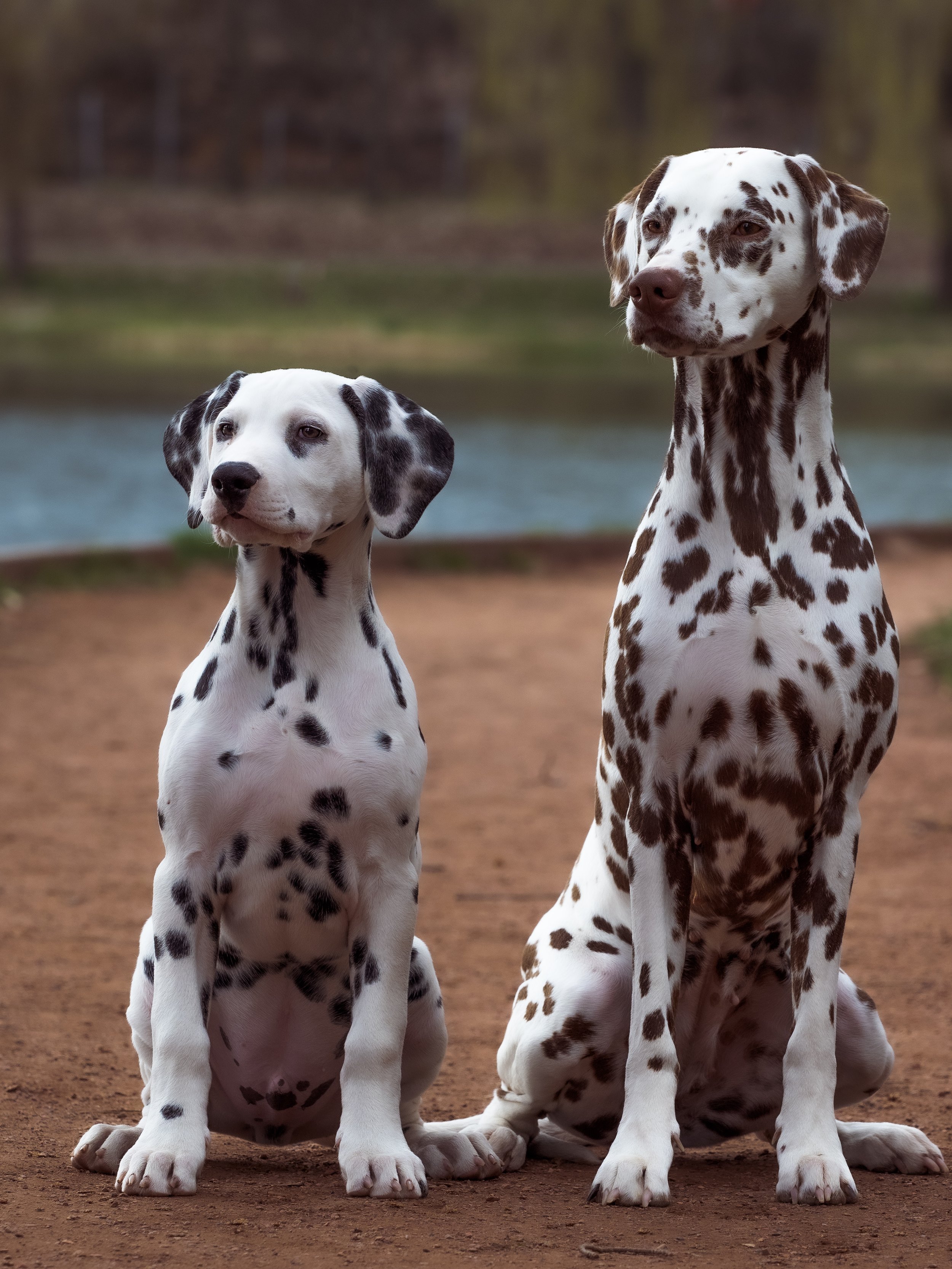 Two Dalmatian puppies sitting on dirt ground near a body of water with trees in the background.