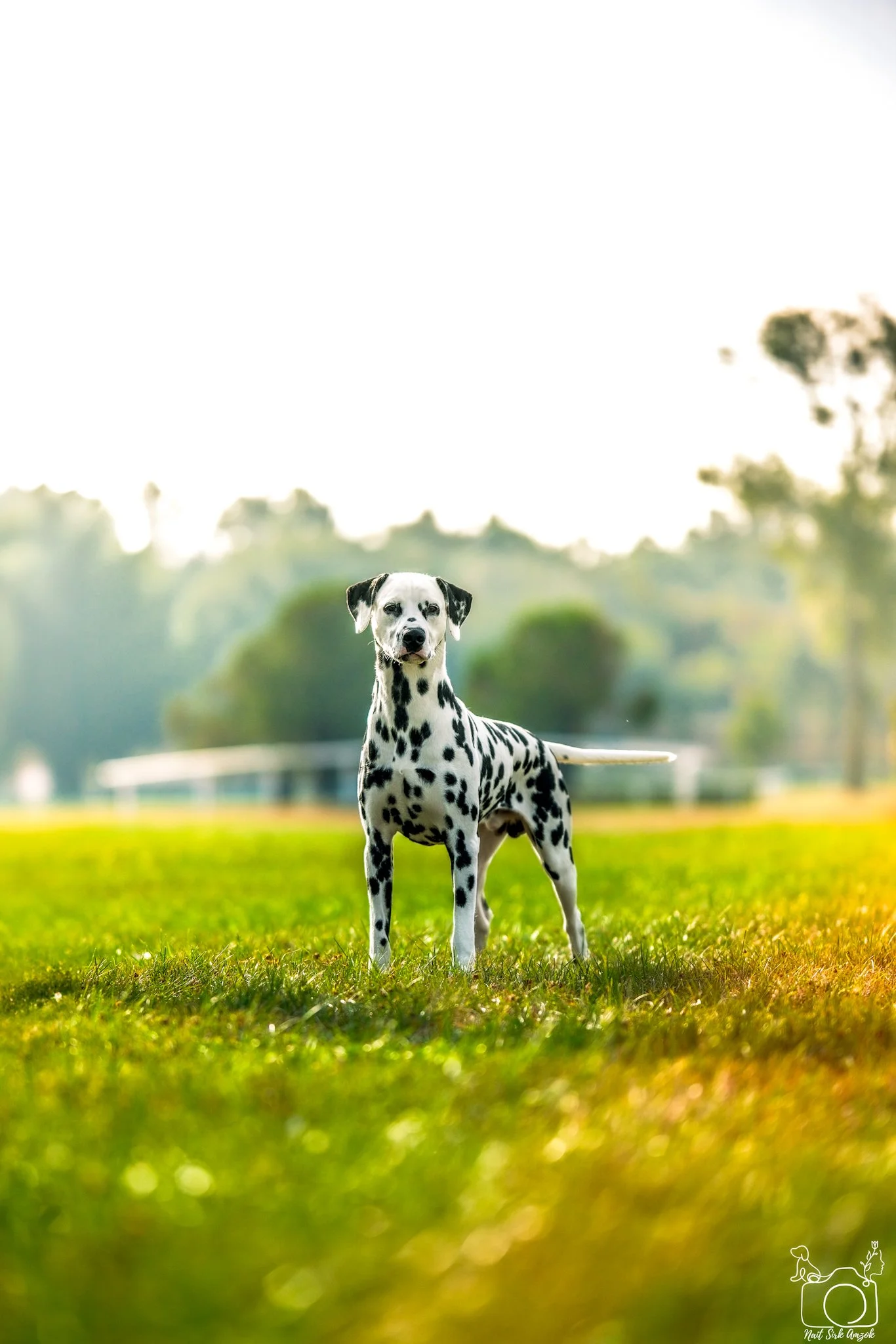 A Dalmatian dog standing on a grassy field with trees and a bright sky in the background.