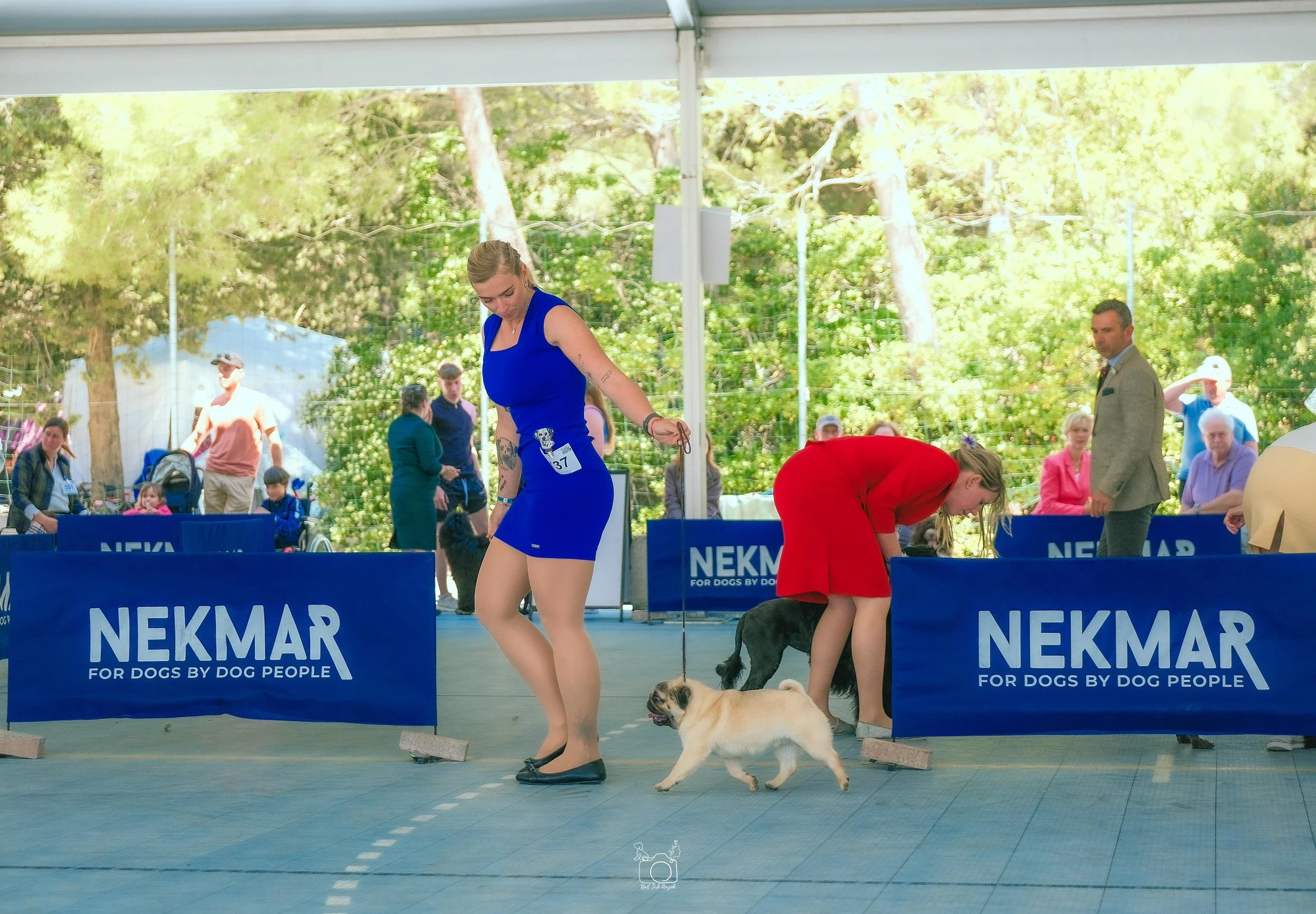 Dog show with a woman in a blue dress and black heels handling a small dog on a leash. There are spectators and other handlers, and a blue barrier with the logo NEKMAR. The background has trees and a white tent.
