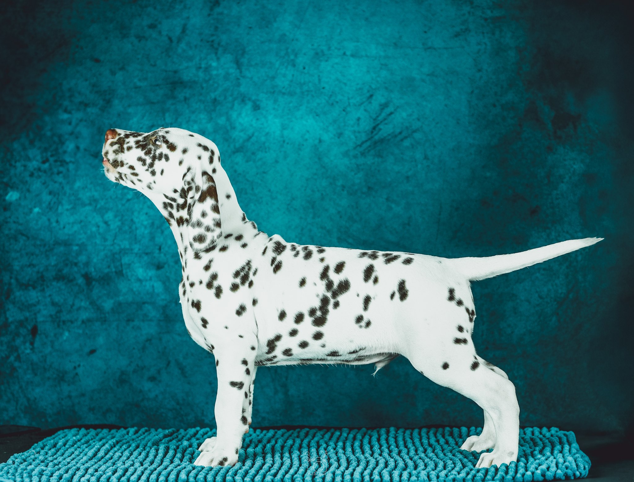 A Dalmatian dog with black spots on a white coat standing on a blue textured rug against a greenish-blue textured wall.