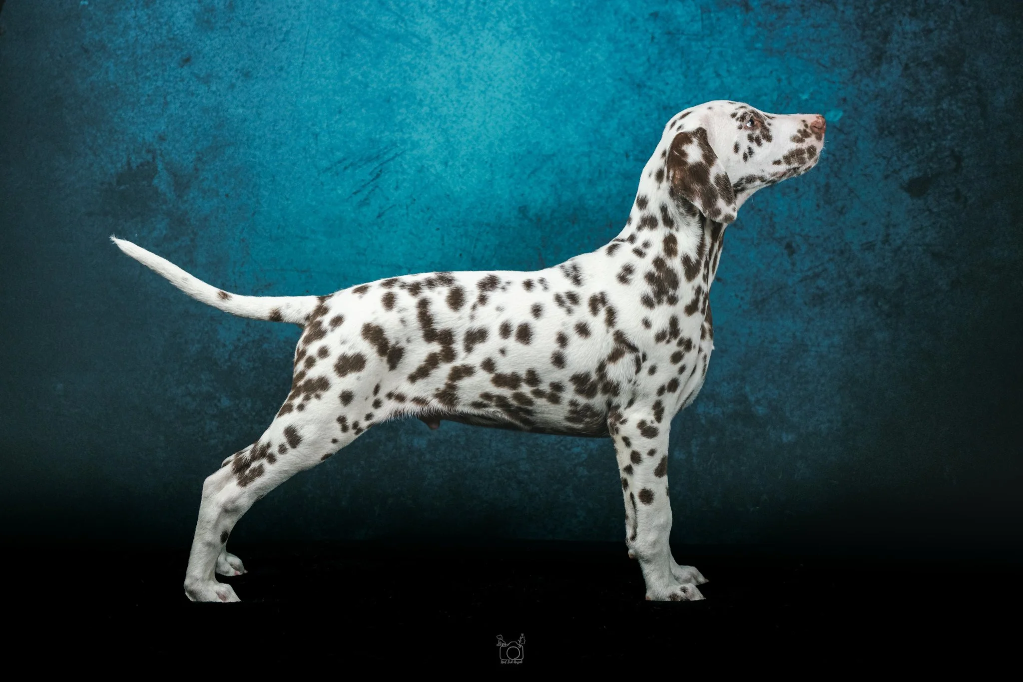 Dalmatian dog standing against a textured blue background.