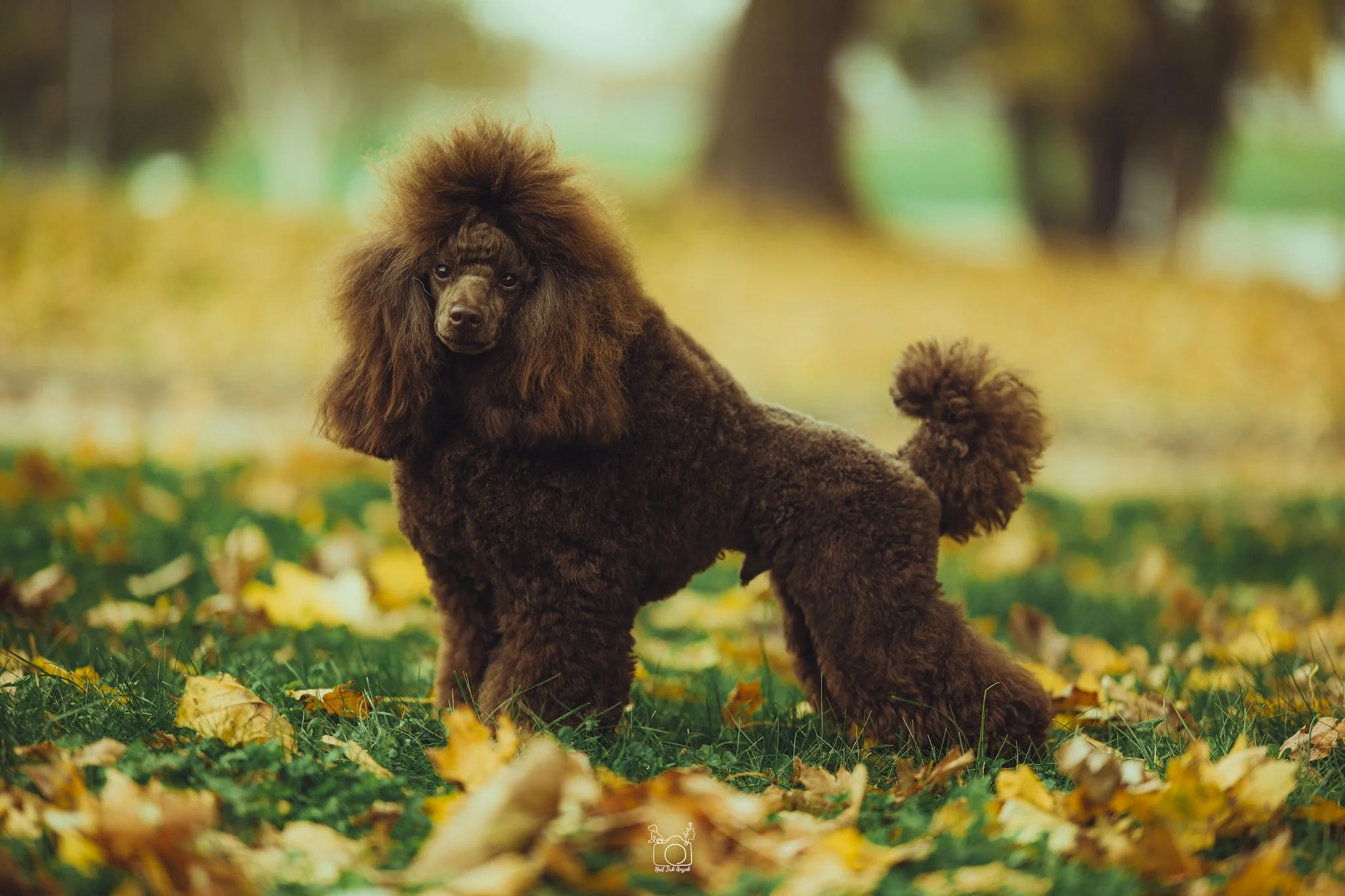A brown poodle with a fluffy mane standing in a park area with yellow leaves on the ground and trees in the background during fall.