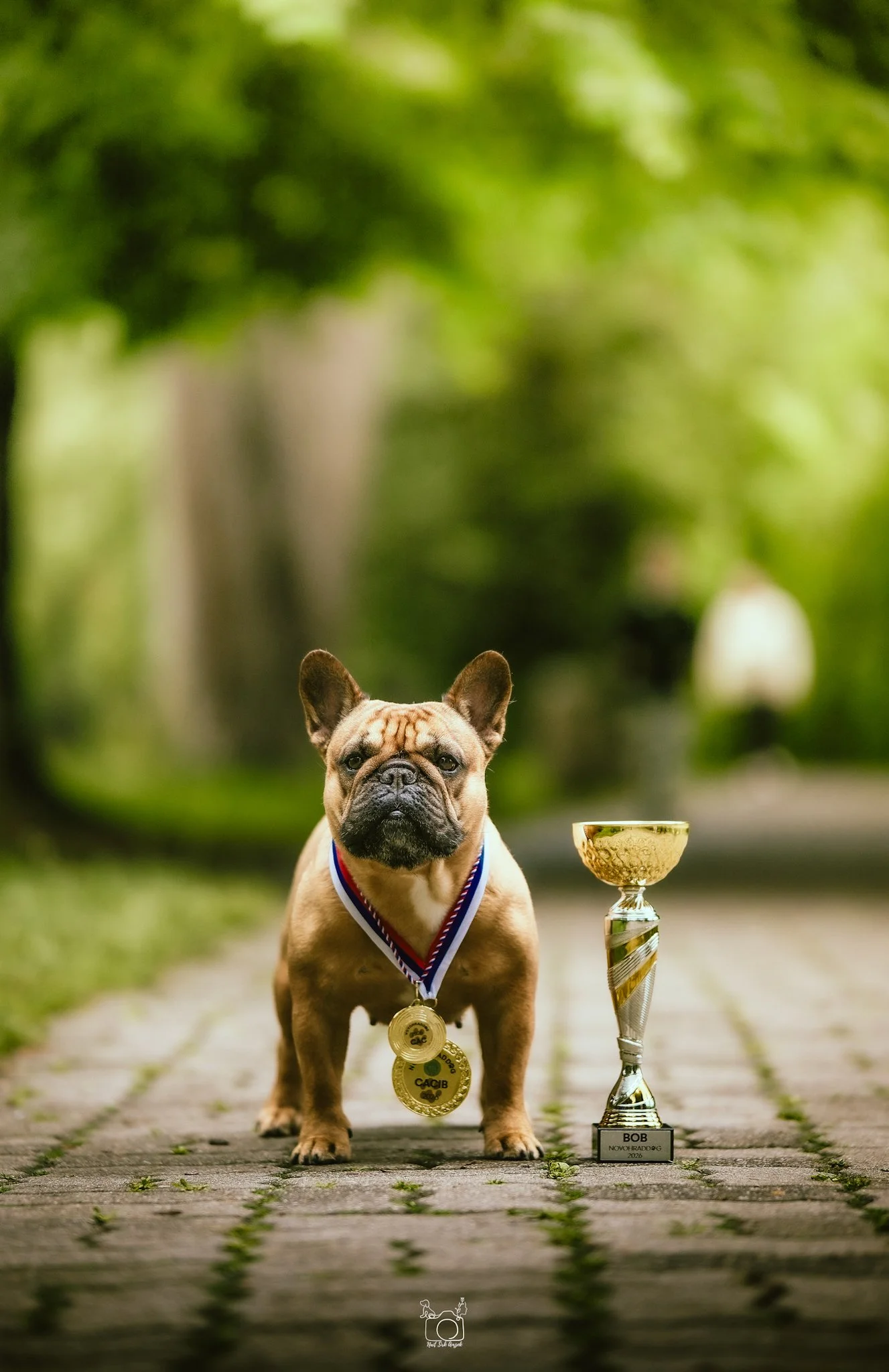 A French Bulldog wearing a medal, standing on a wooden pathway next to a trophy, outdoors with green trees in the background.