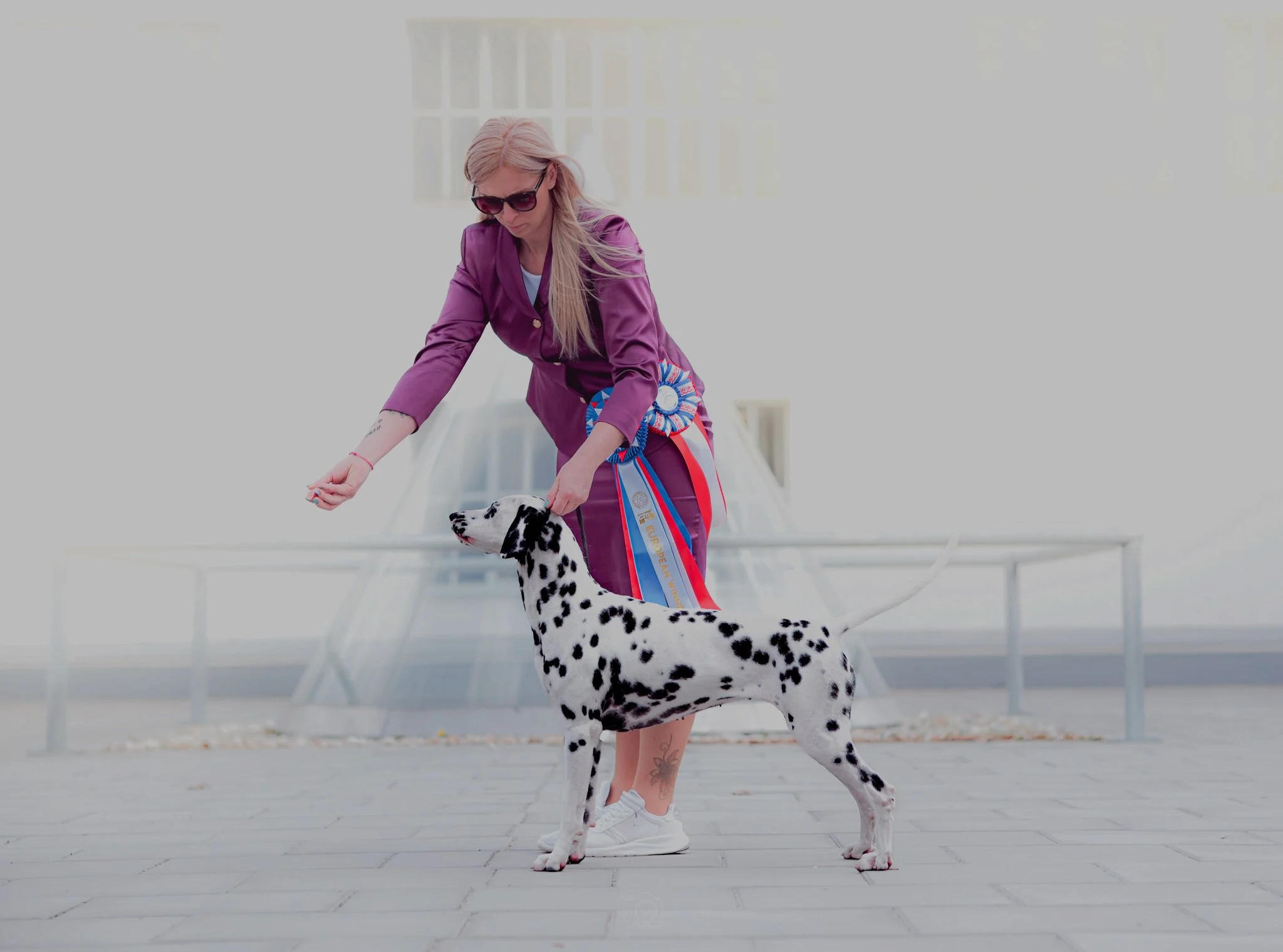 A woman in a purple suit with sunglasses is showing her Dalmatian dog with ribbons awarded at a dog show. The woman is bending down, and the dog is standing with one leg raised. They are outdoors on a paved area with a modern building in the backgrou