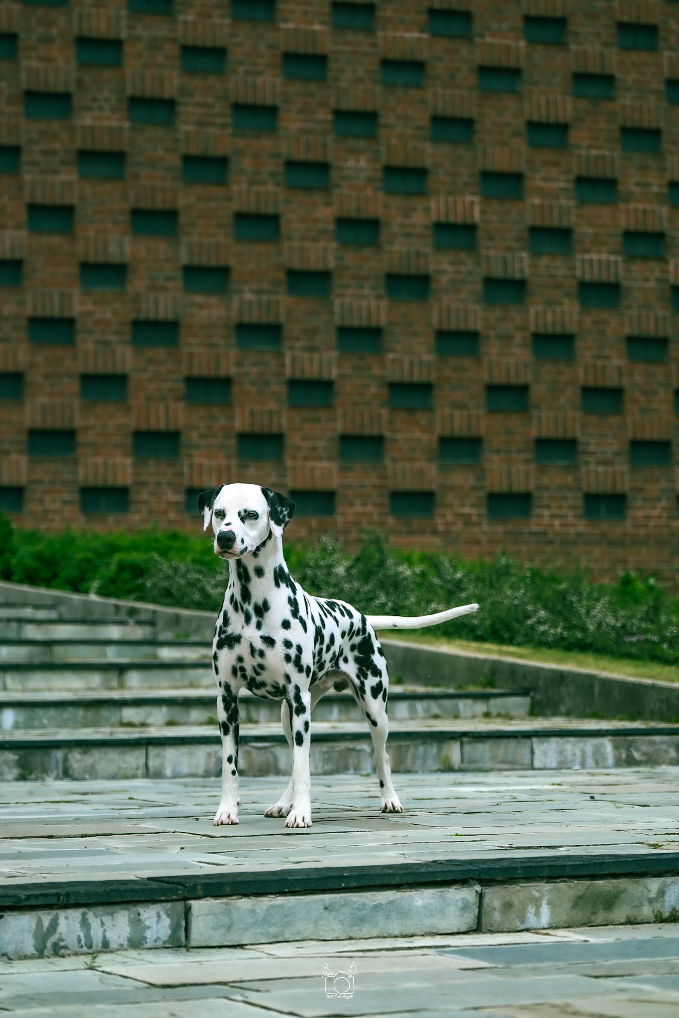 Dalmatian dog standing on steps in front of a brick building with grass and bushes nearby.