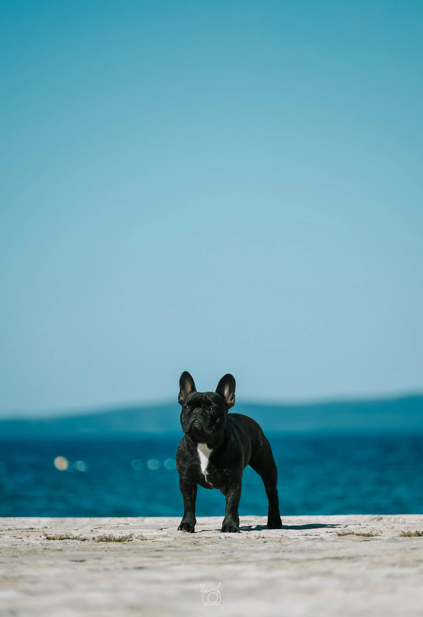 Black French Bulldog standing on a beach with the ocean and a bridge in the background, under a clear blue sky.