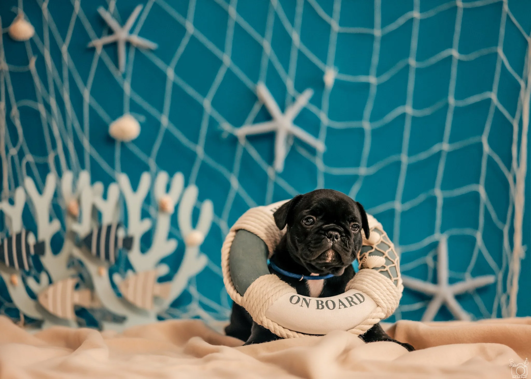 Black and white puppy sitting in a beige soft bed with a label that reads 'ON BOARD', wearing a tan quilted vest, in front of a blue decorative wall with white web-like design and white seashell accents.