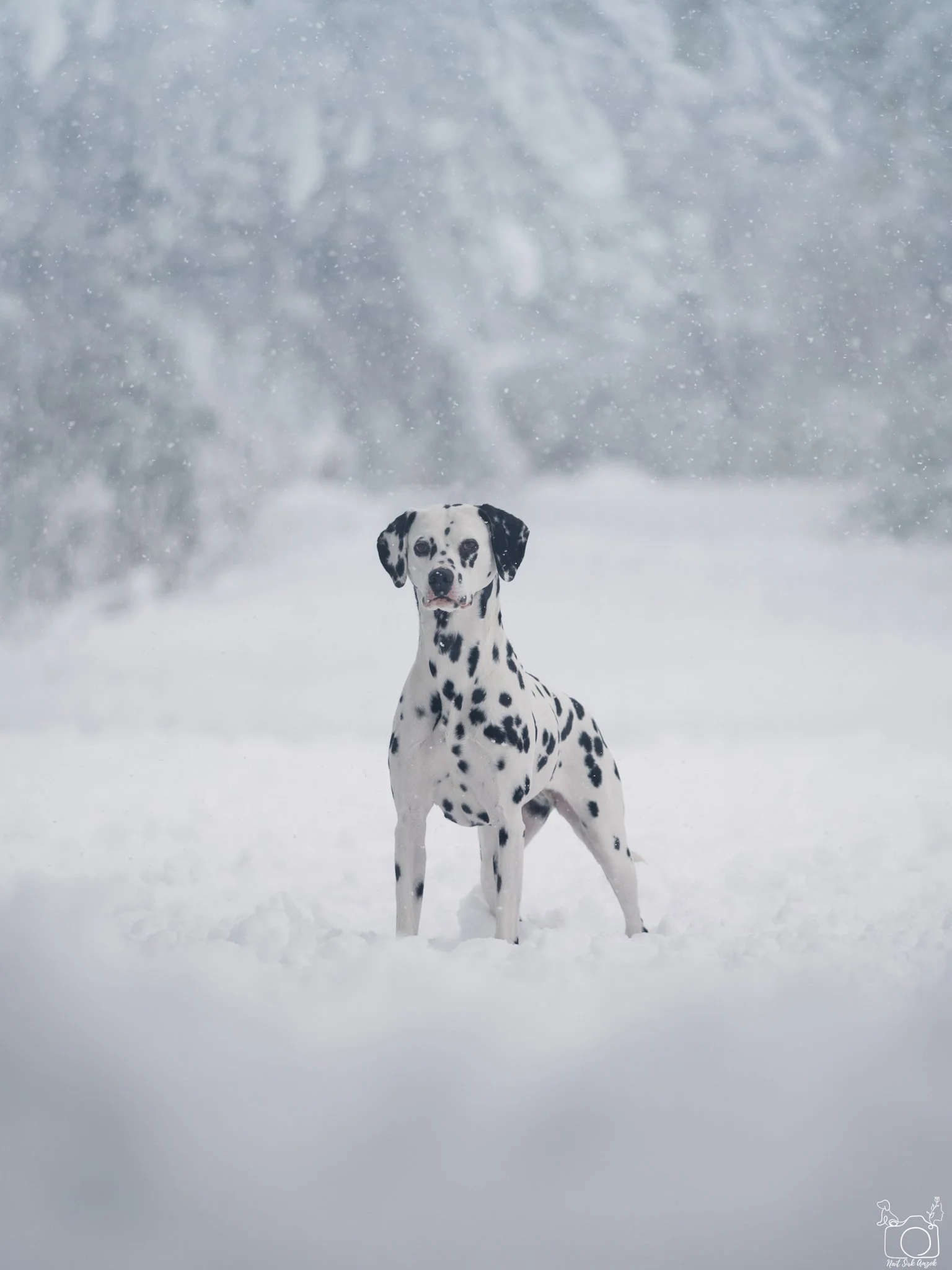 A Dalmatian dog standing in the snow with snowflakes falling around, in a winter landscape.