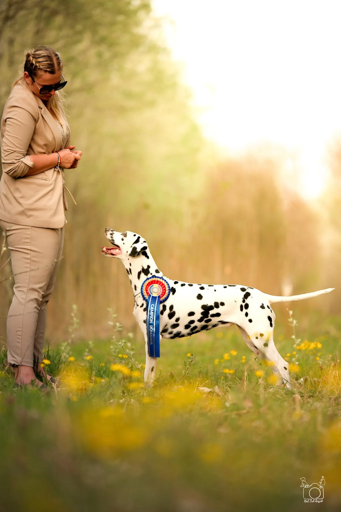 A woman in beige clothing and sunglasses is standing outdoors with her hands clasped, looking down at a Dalmatian dog with a blue ribbon that reads 'Campeon Romantina.' The dog is standing on grass with small yellow flowers, and the background is a b