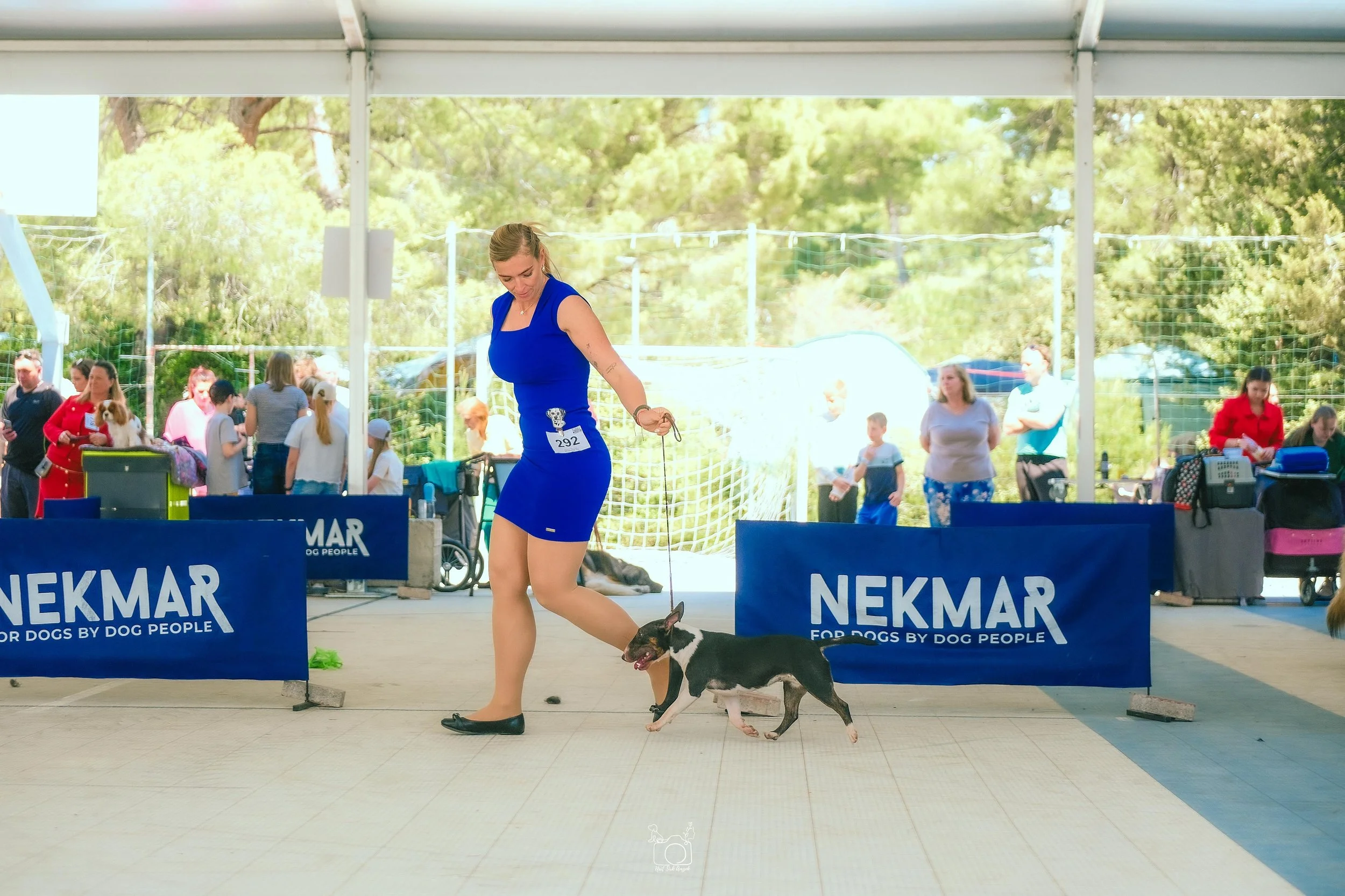 A woman in a blue dress walking a small black and white dog at a dog show under a tent, with people and dogs in the background.