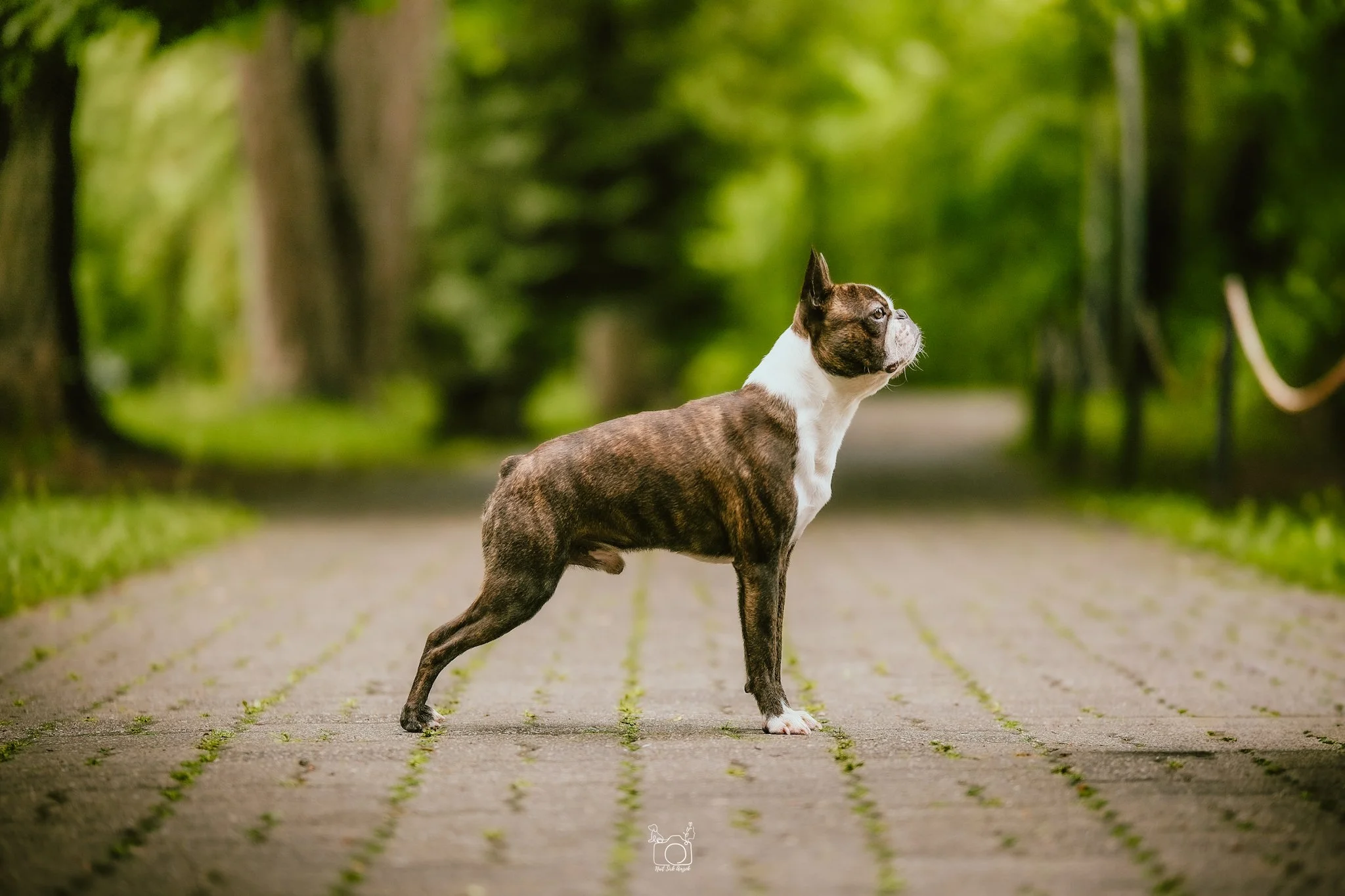 A brindle and white bulldog standing on a paved path in a green park, looking to the right.