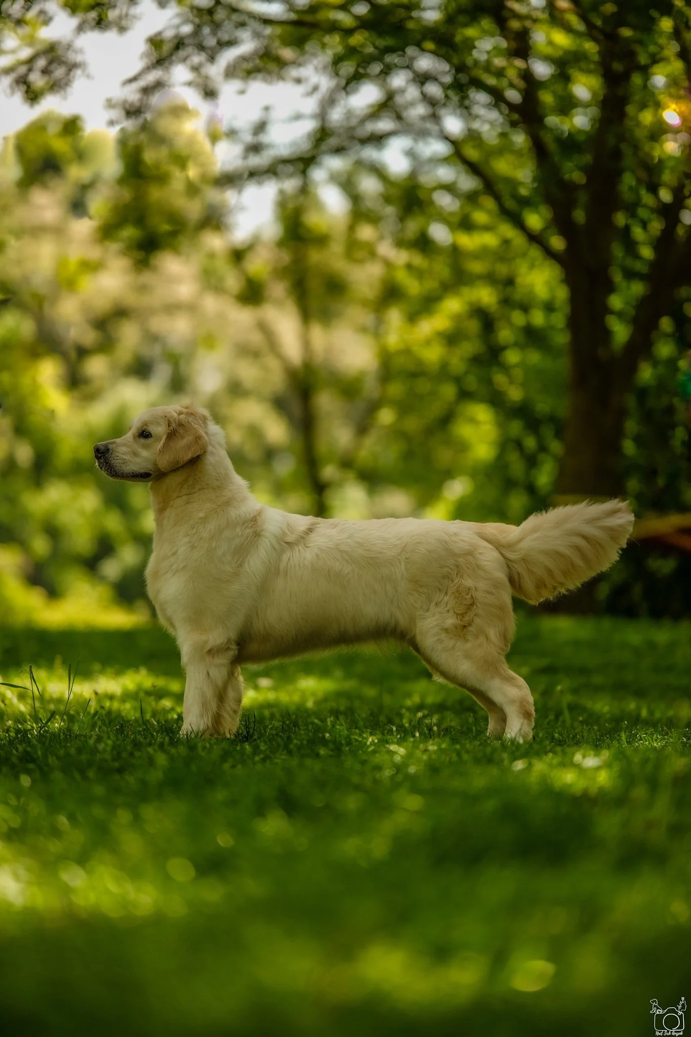 A golden retriever puppy standing on a grassy area outdoors with trees and sunlight in the background.
