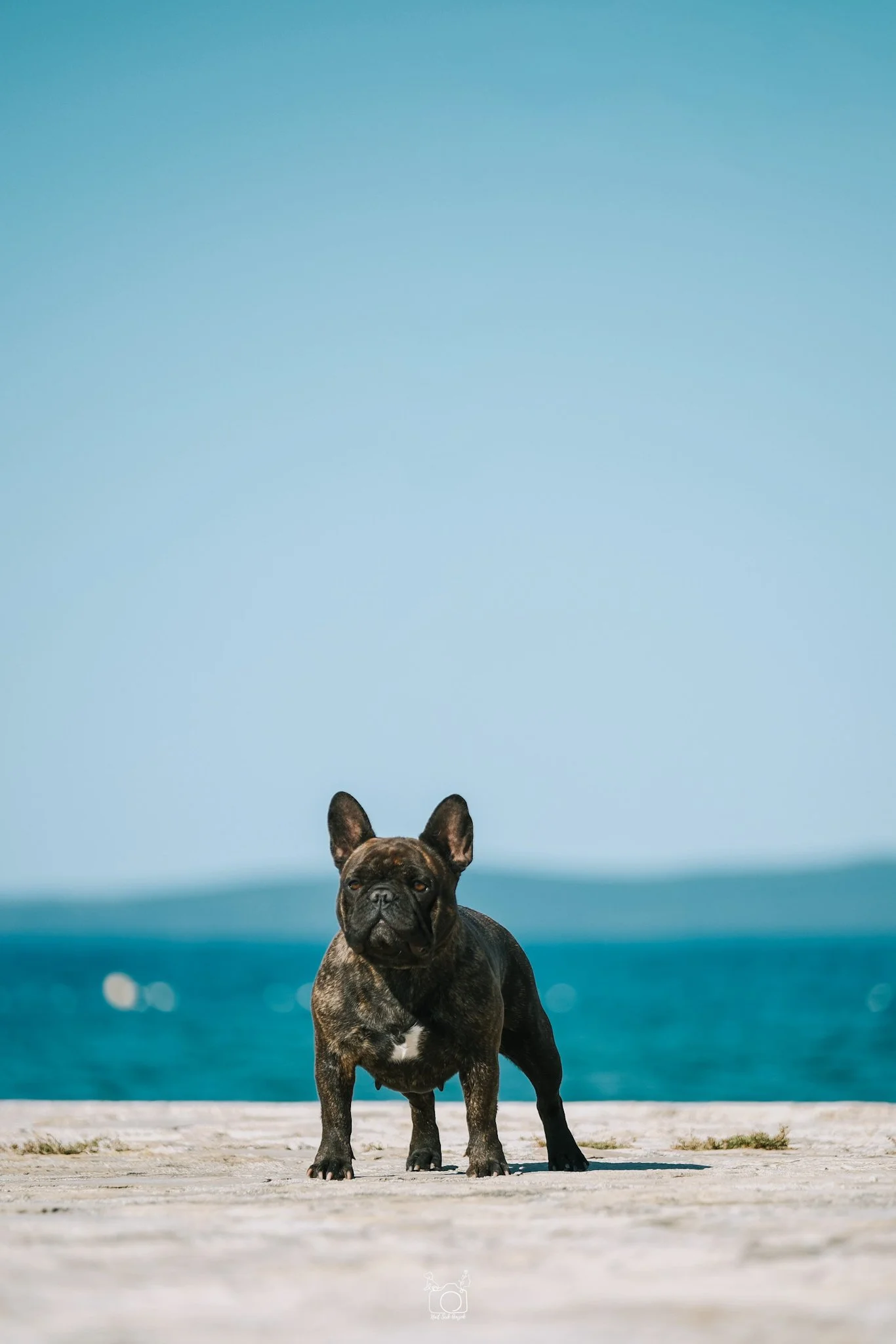 A brindle French Bulldog standing on a wooden deck with an ocean view and clear blue sky in the background.