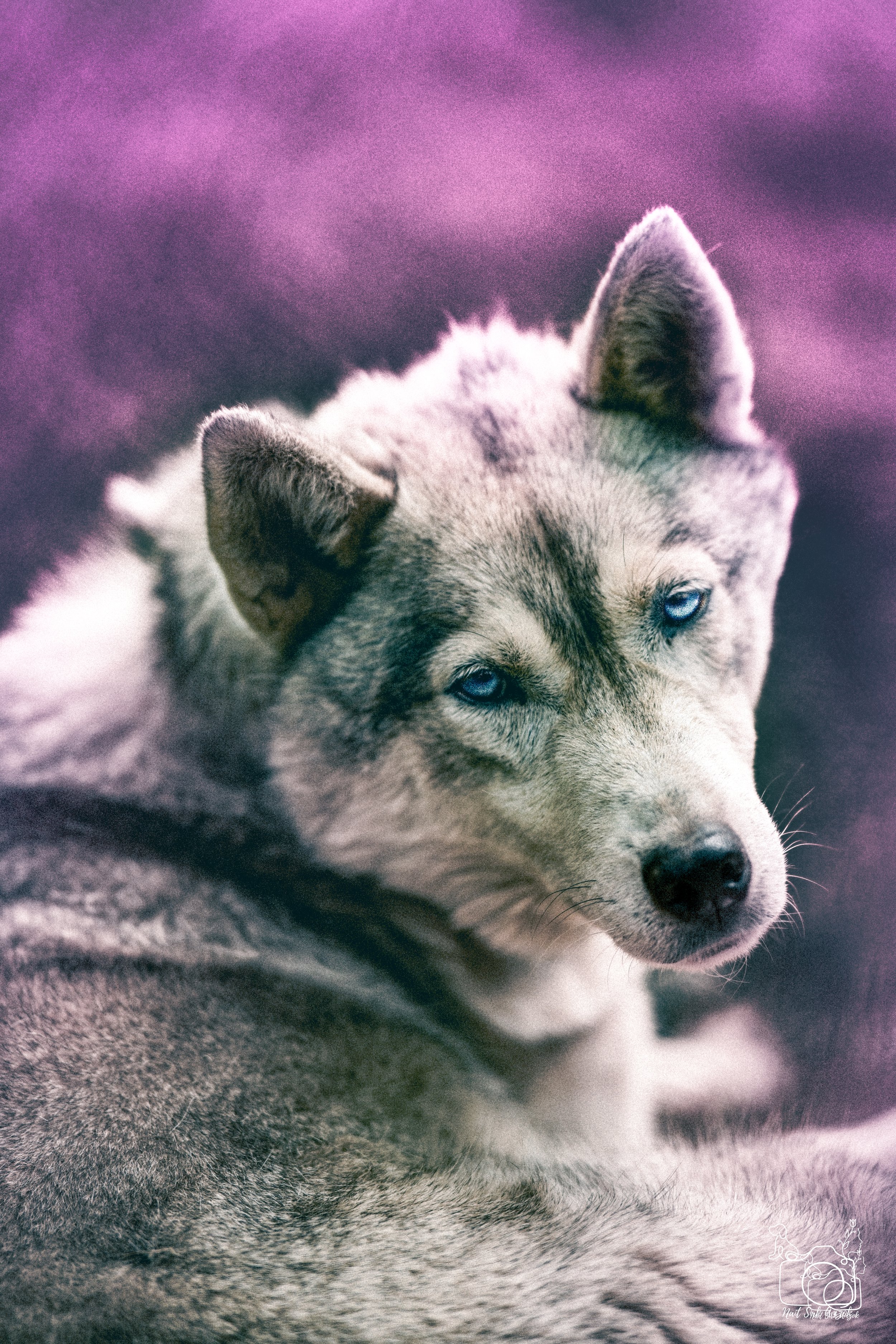 Close-up of a husky puppy with blue eyes, lying on a blanket with a purple background.