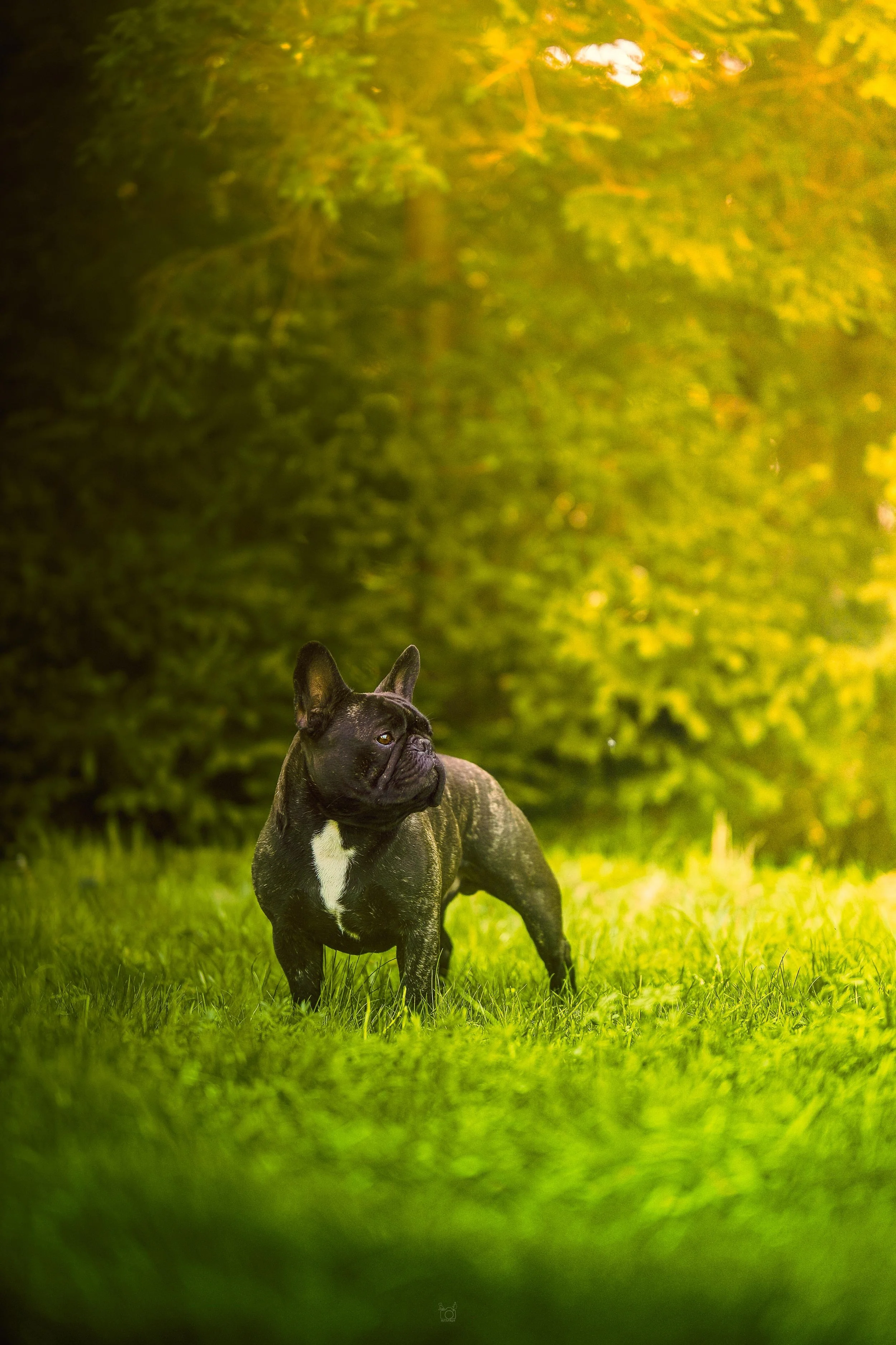 A black and white dog, possibly a French Bulldog, standing on grass in a lush green park with trees in the background, during daylight.