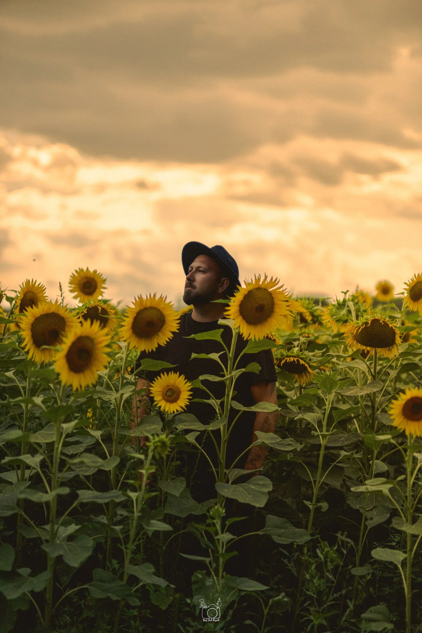 A man with a beard, wearing a dark hat and black shirt, standing in a sunflower field under a cloudy sky at sunset.