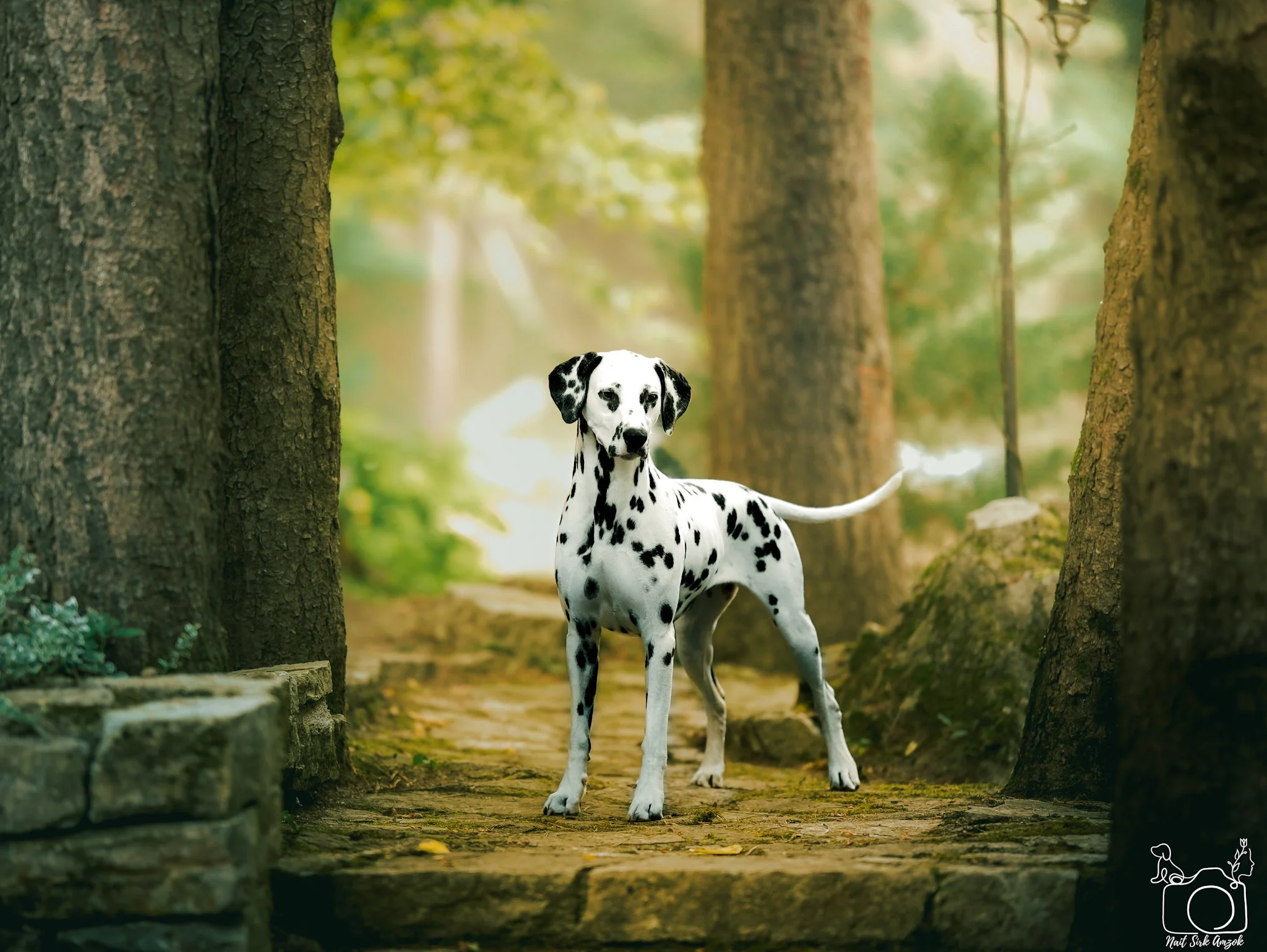 A Dalmatian dog standing on a forest path between tall trees with green leaves.