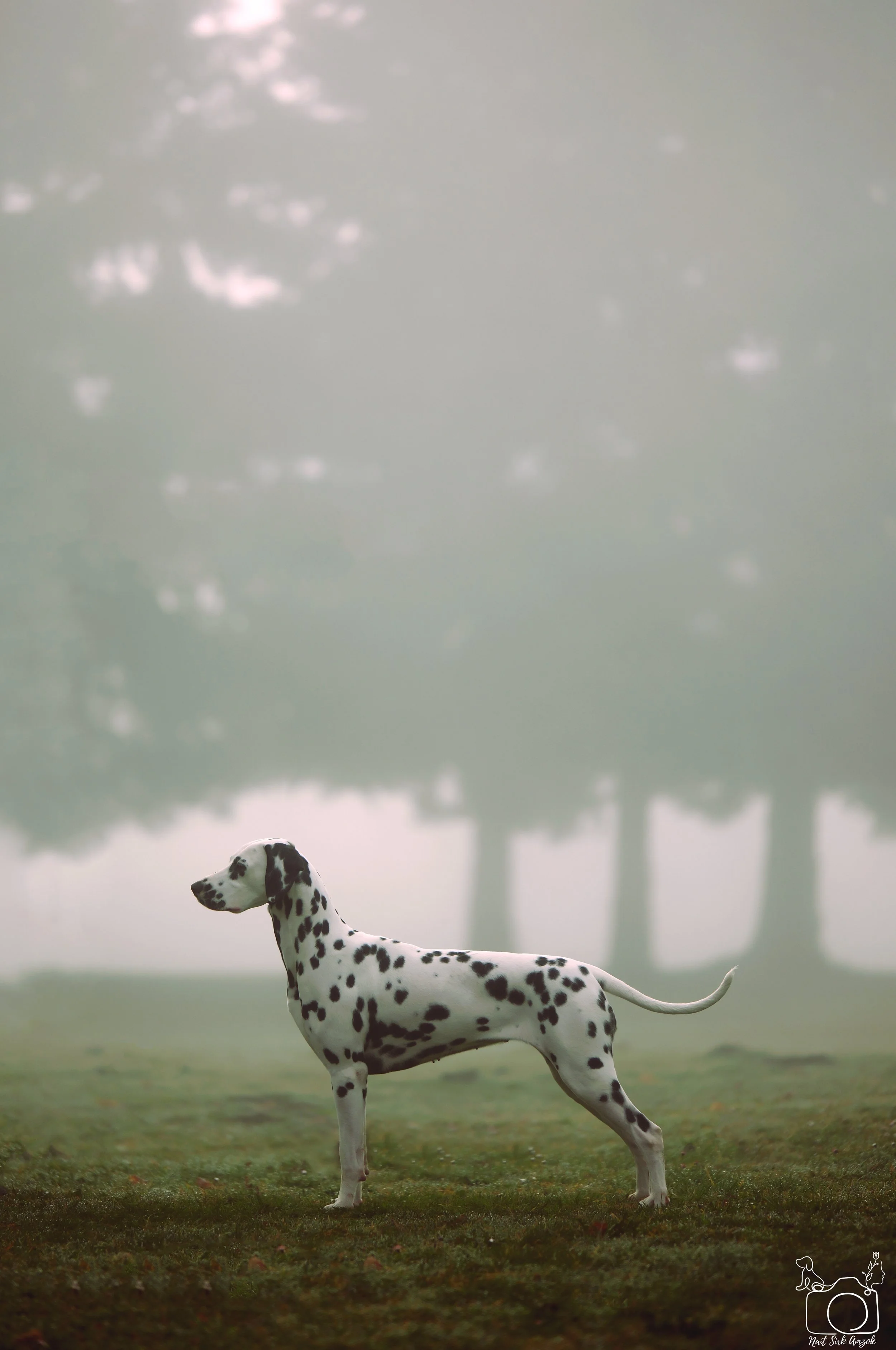 A Dalmatian dog standing on grass with foggy trees in the background.