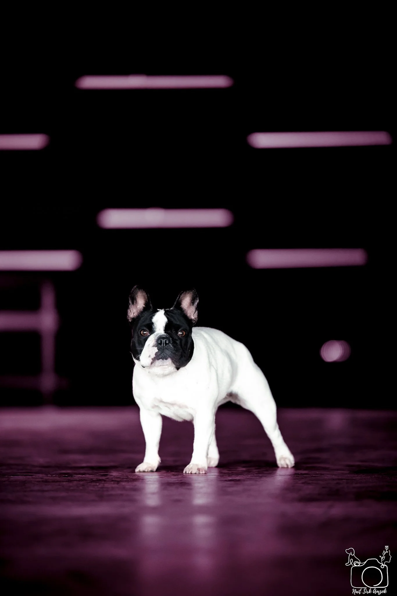 A black and white French Bulldog stands on a dark wooden floor with pink neon lights in the background, looking directly at the camera.