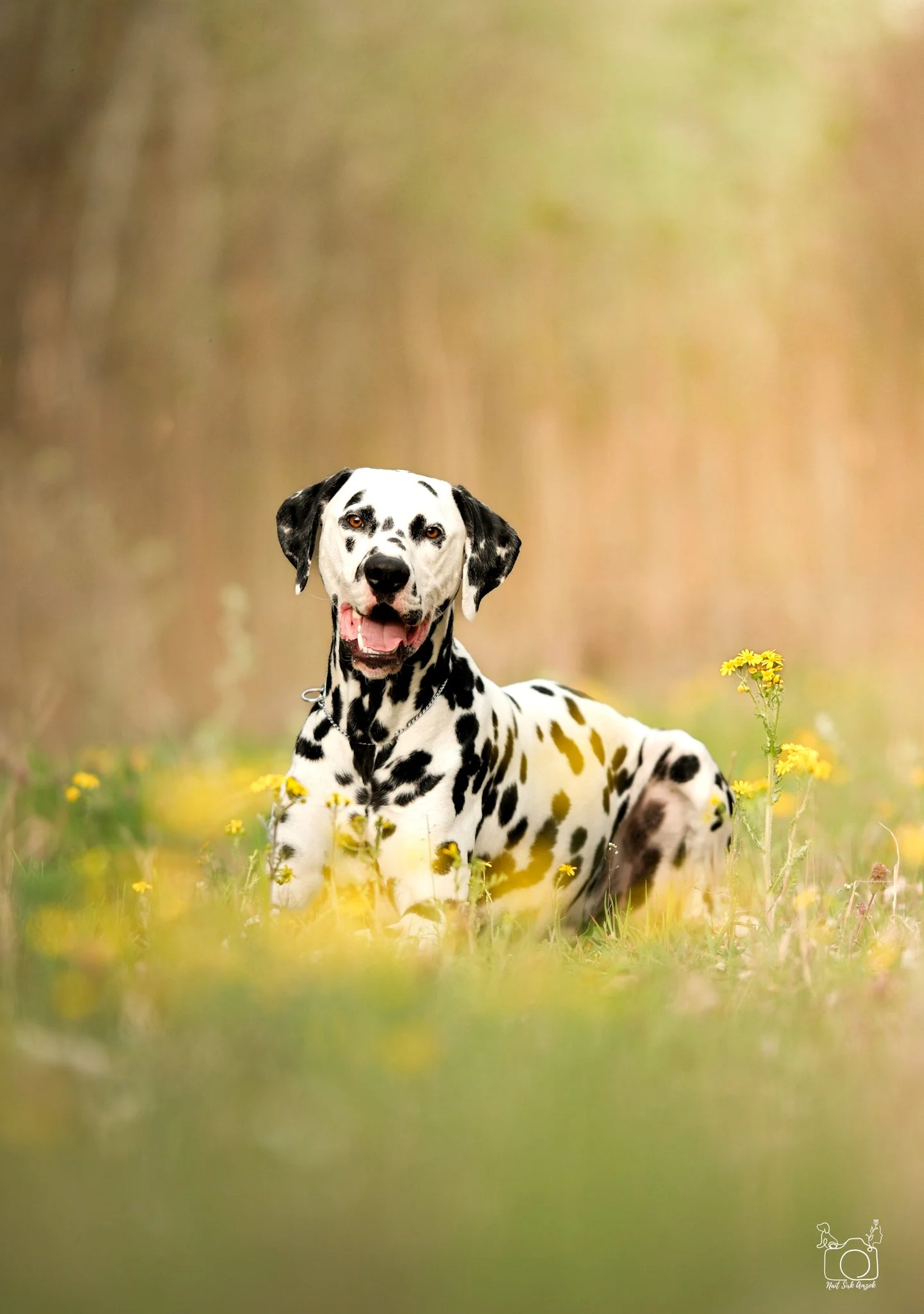 A Dalmatian dog with black spots on its white coat lying in a field of yellow wildflowers, smiling with its tongue out, with a blurred background of trees and grass.