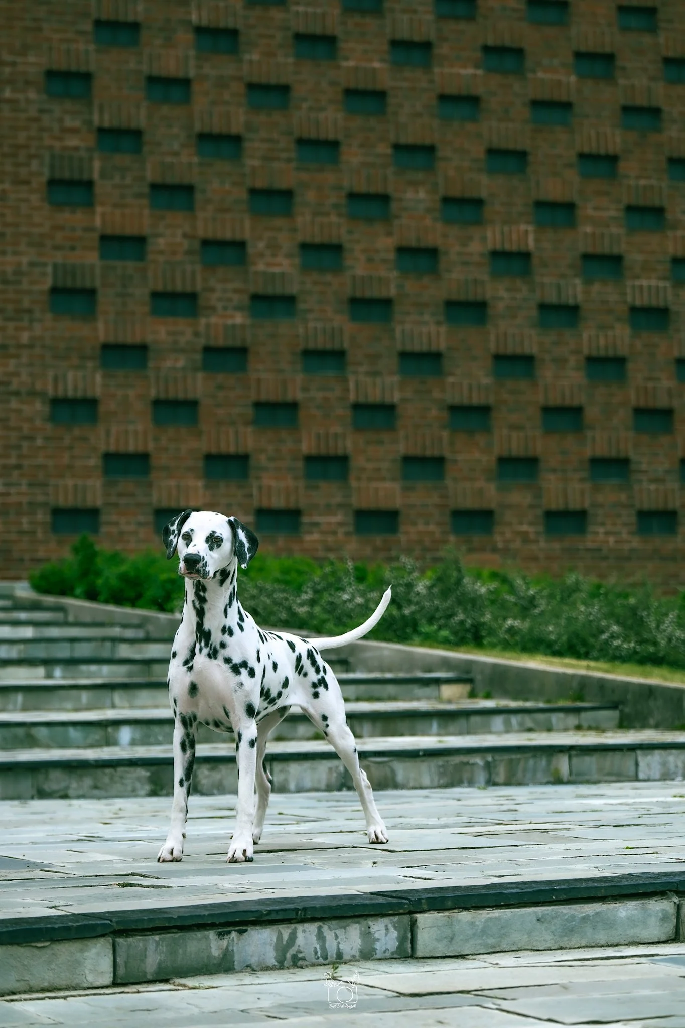 Dalmatian dog standing on stone steps in front of a brick building with small dark windows and some green bushes.