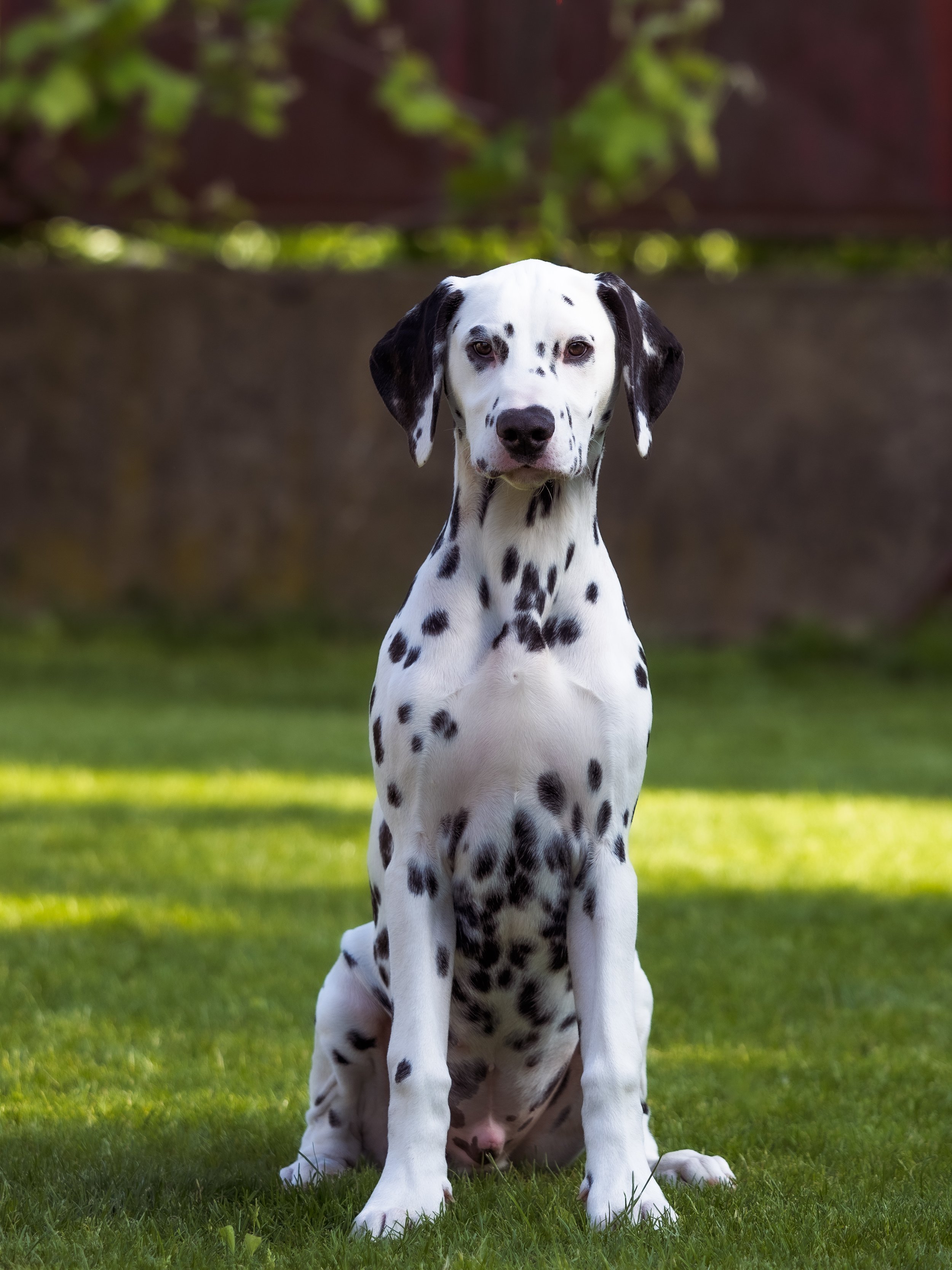 A Dalmatian puppy sitting on green grass with a blurred background of trees and a fence.