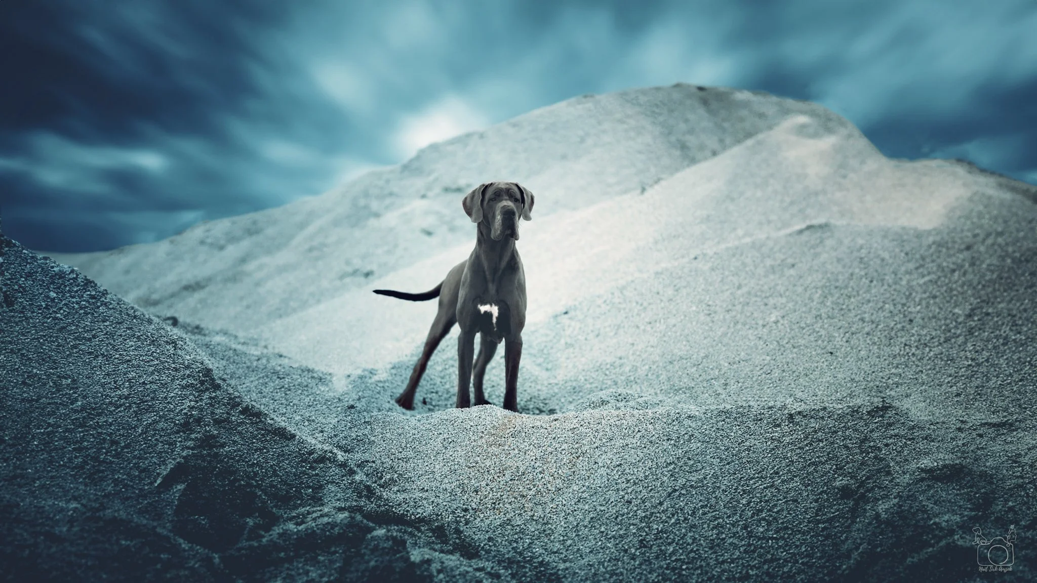 A dog, possibly a Great Dane, standing on a snowy landscape under a cloudy sky.