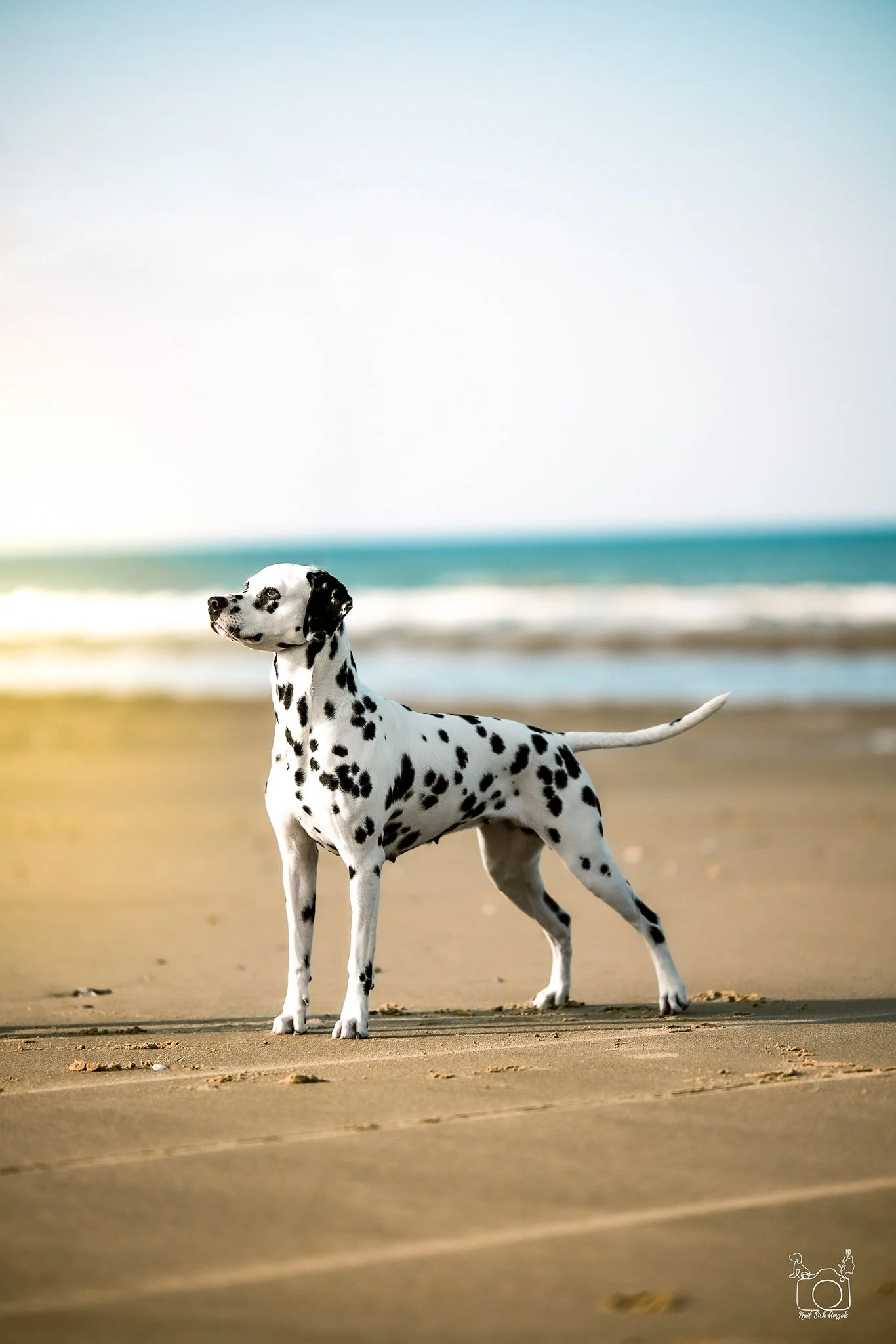 A Dalmatian dog standing on a sandy beach with the ocean and sky in the background.