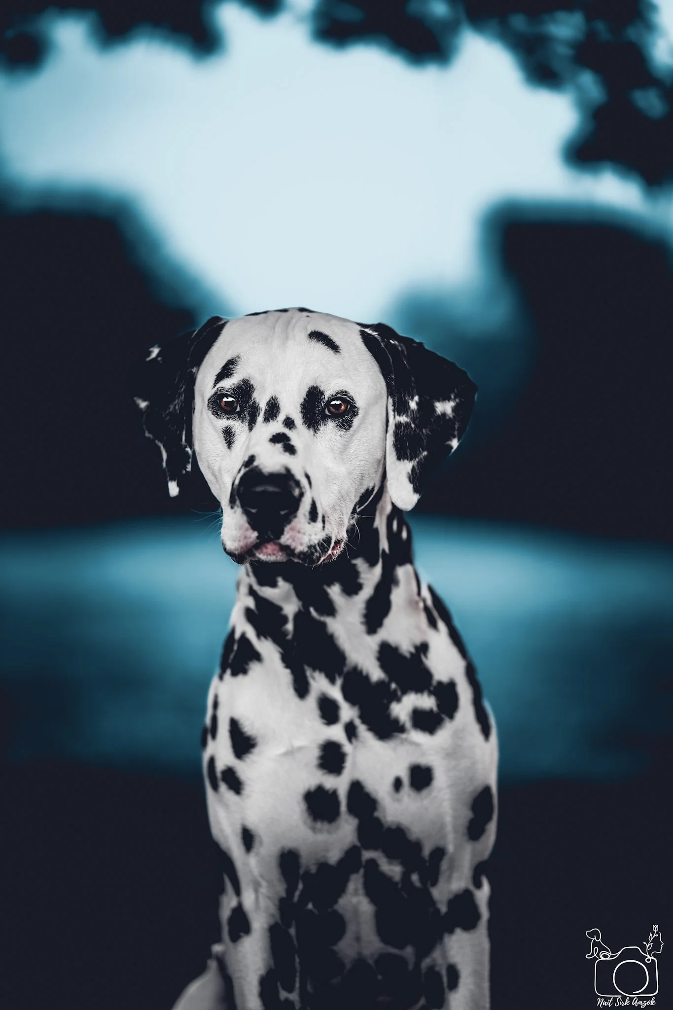 A Dalmatian dog with a distinctive black and white spotted coat stands outdoors with a blurred background of trees and sky.