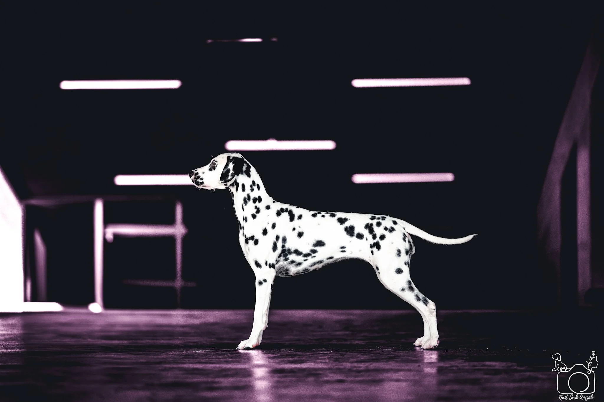 A Dalmatian dog standing in a dark indoor space with pink neon lights on the ceiling and furniture in the background.