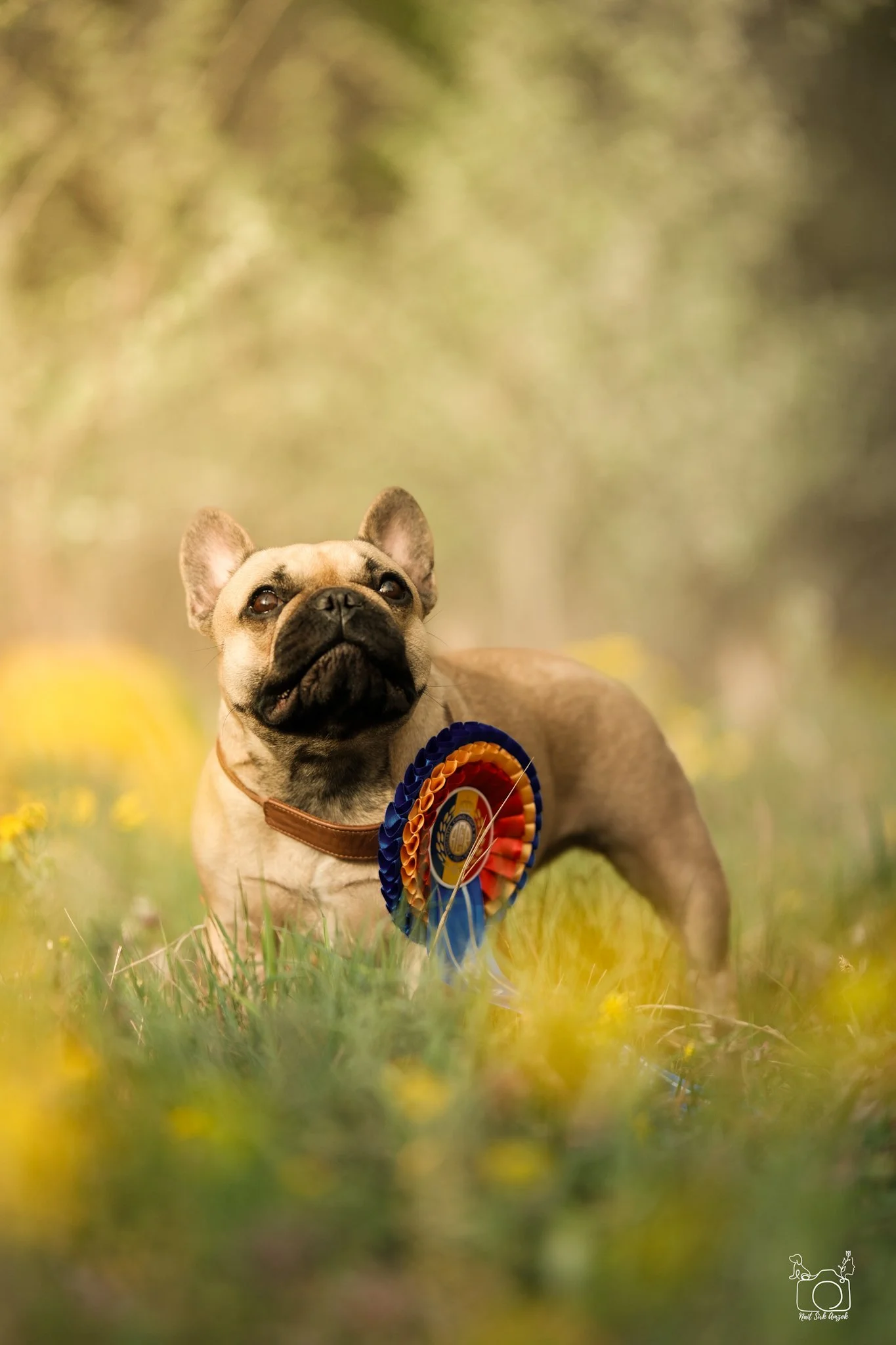 A French Bulldog with a rosette ribbon around its neck, sitting outdoors on grass with blurred yellow flowers and green foliage in the background.