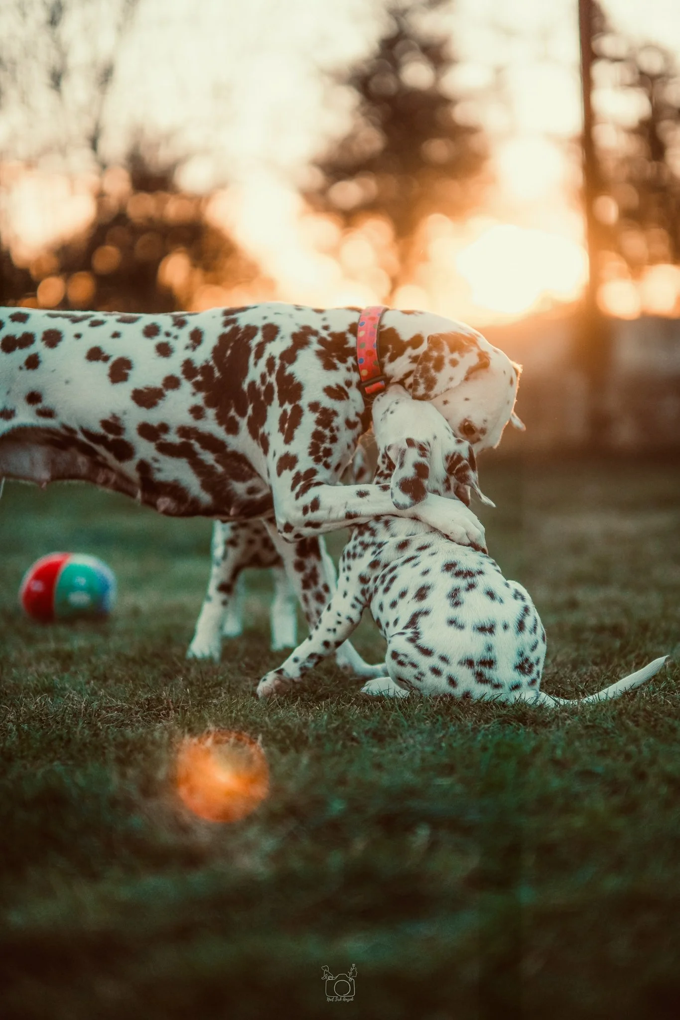 Two Dalmatians playing in a field at sunset, with a colorful ball in the foreground.