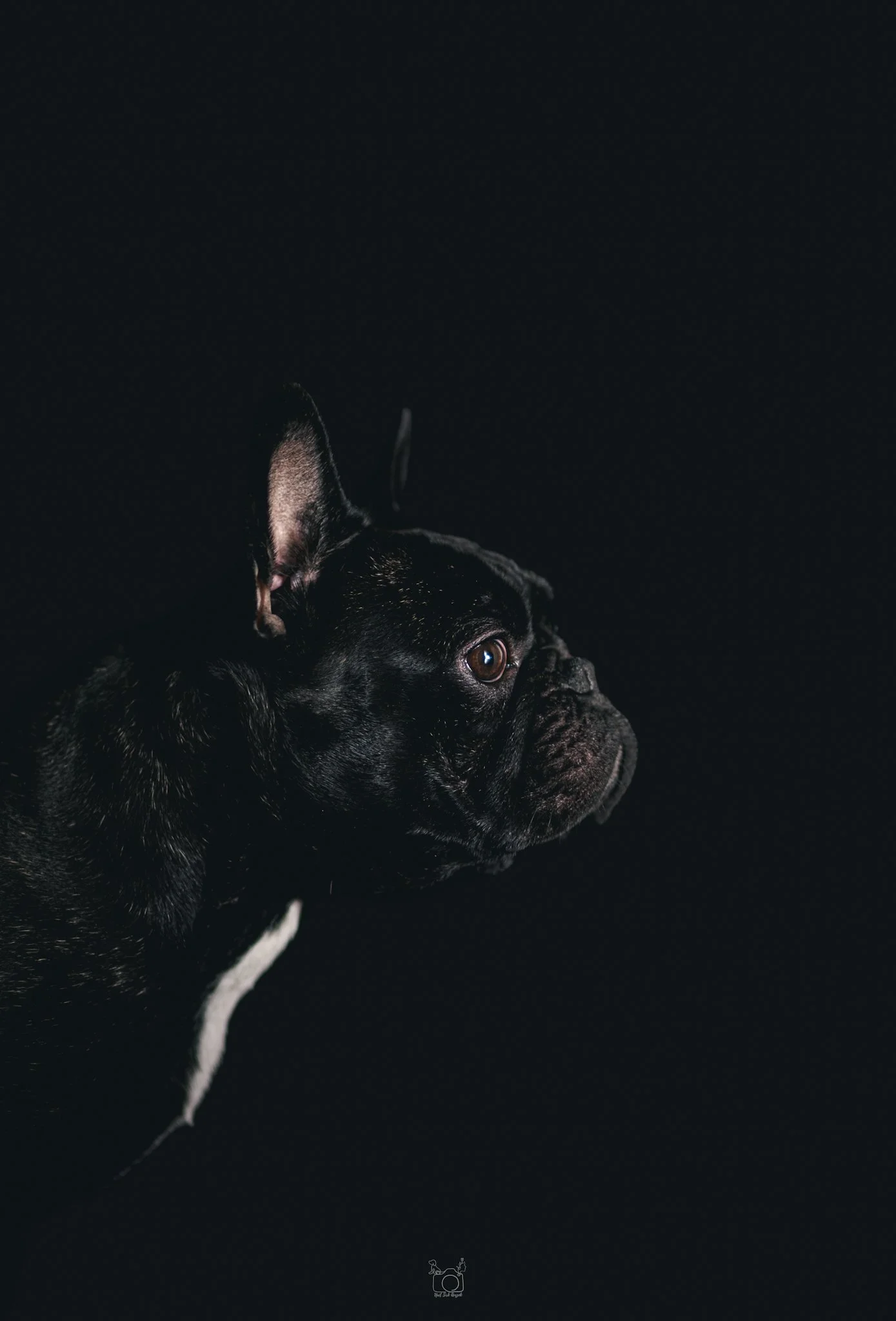 Close-up side profile of a black dog, possibly a French Bulldog, against a dark background, with focus on its face and ears.