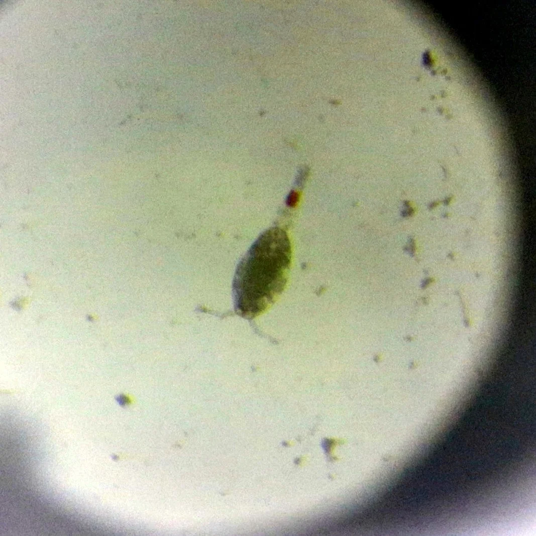 copepod.jpg