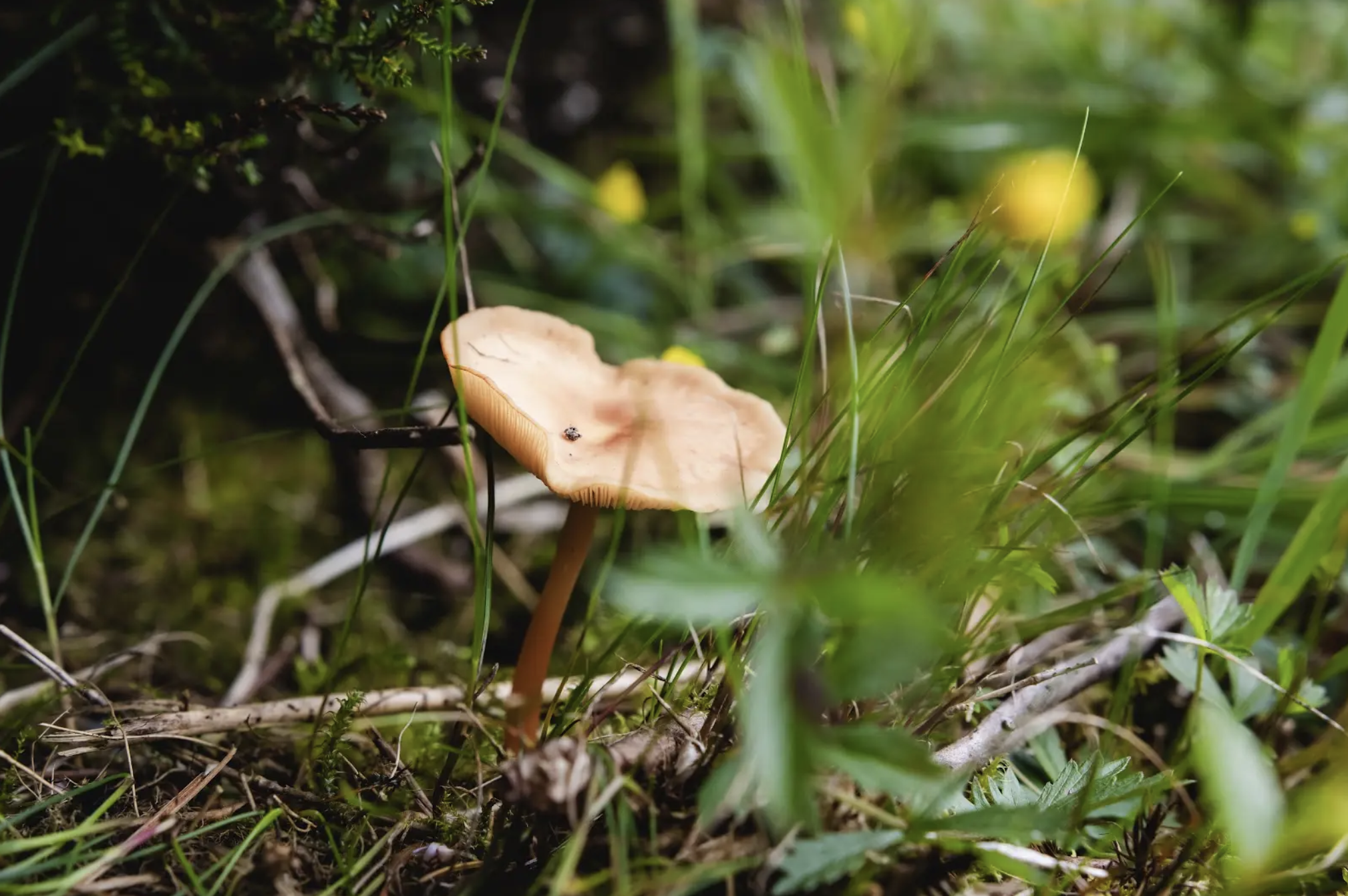 Tour: Unmasking Nature - Deep Dive into Energy Stories of Dublin