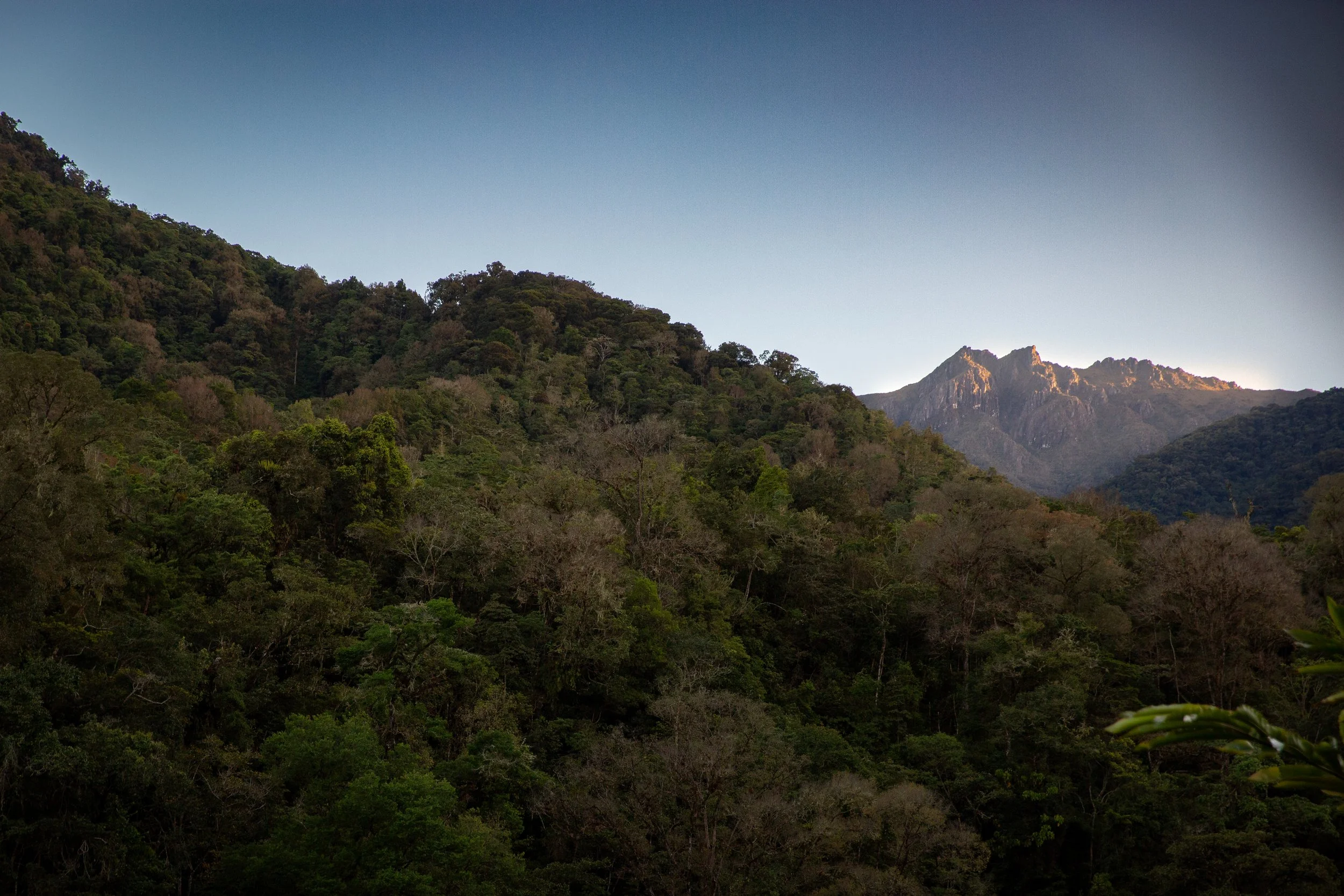 View of lush green forested mountains under a clear blue sky with sunlight illuminating the peaks in the distance.