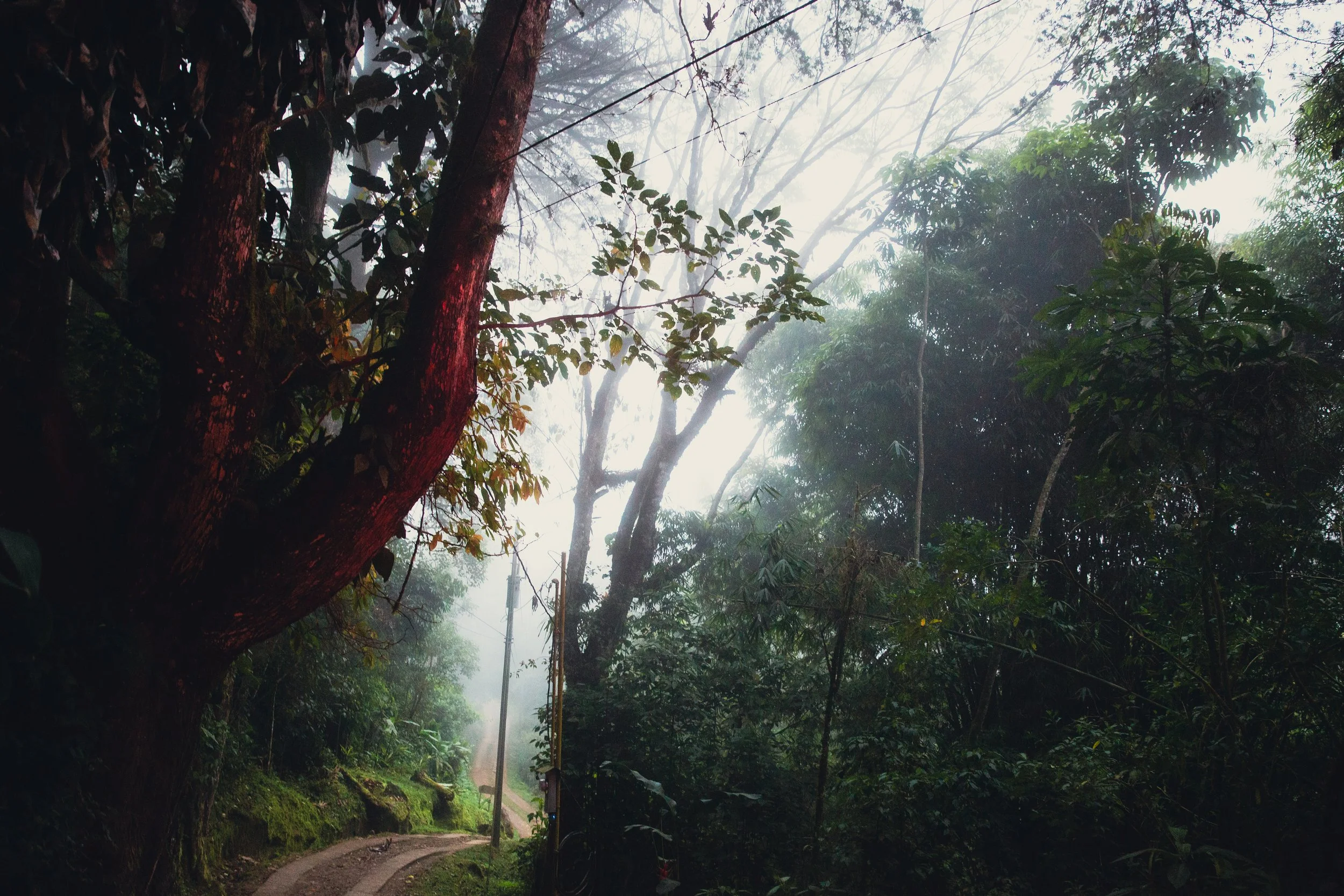 A misty forest with tall trees and dense green foliage. A dirt path runs through the forest, and power lines are visible overhead.