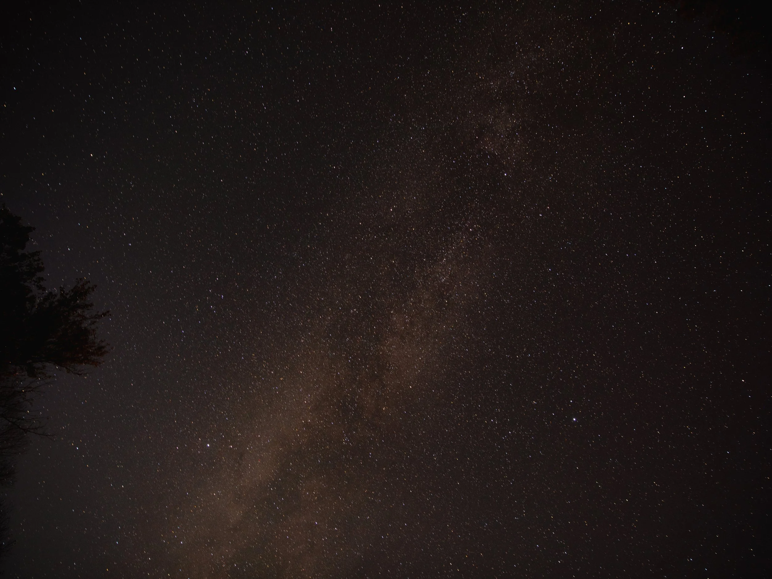 Night sky filled with numerous stars, with the silhouette of trees at the bottom corner.